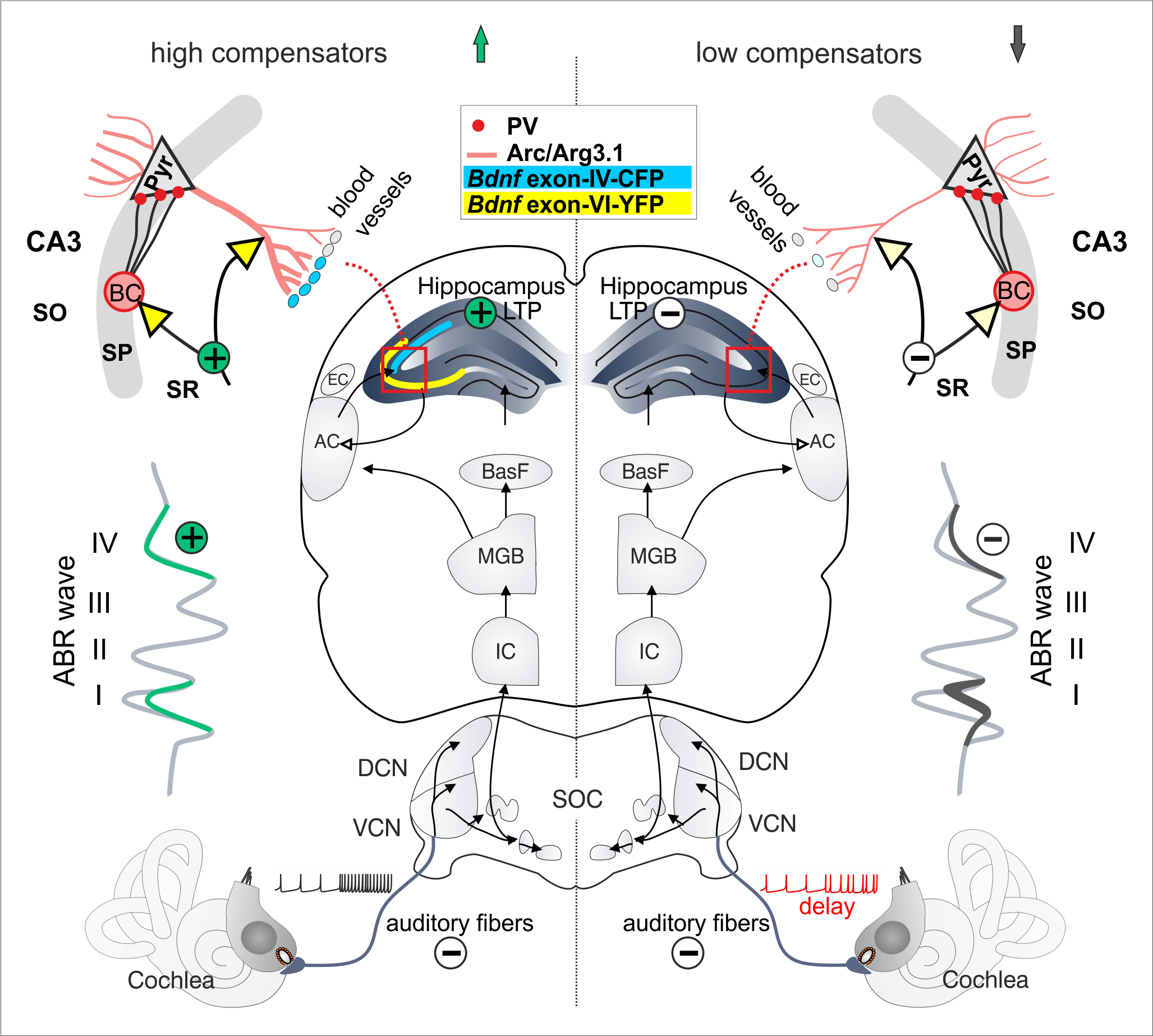 auditory nerve pathway auditory nerve pathway