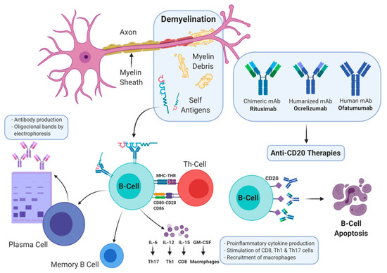 Brain Sciences | Free Full-Text | Anti-CD20 Agents for Multiple Sclerosis:  Spotlight on Ocrelizumab and Ofatumumab