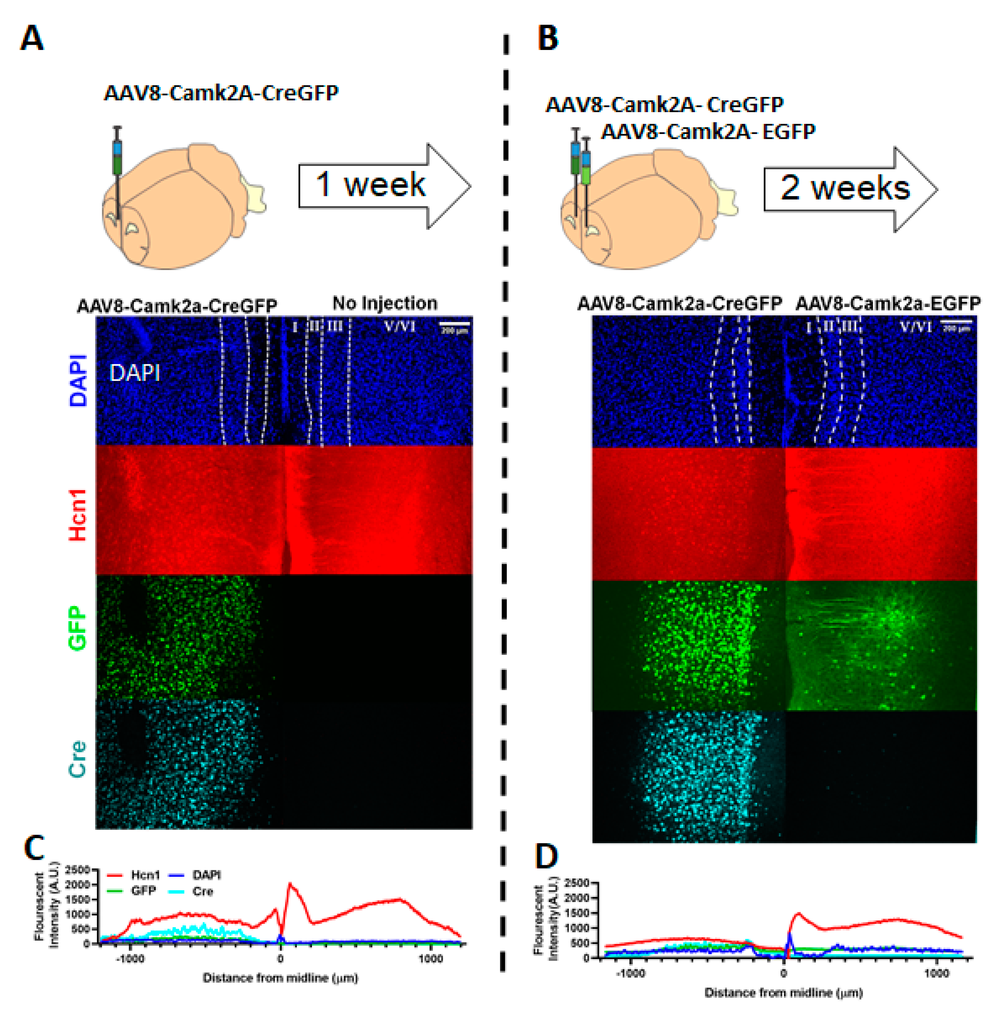 Brainsci 10 00763 g002