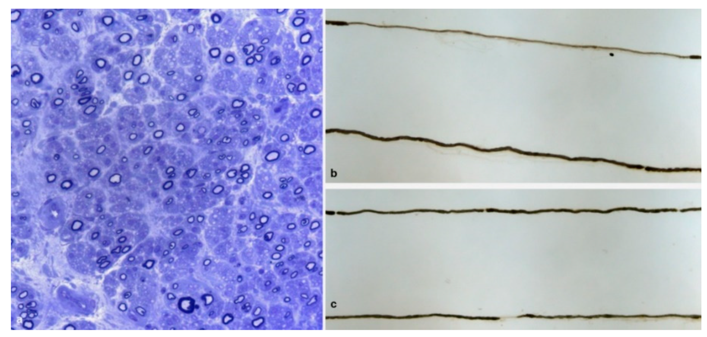 Brainsci 10 00780 g003 Brainsci 10 00780 g003