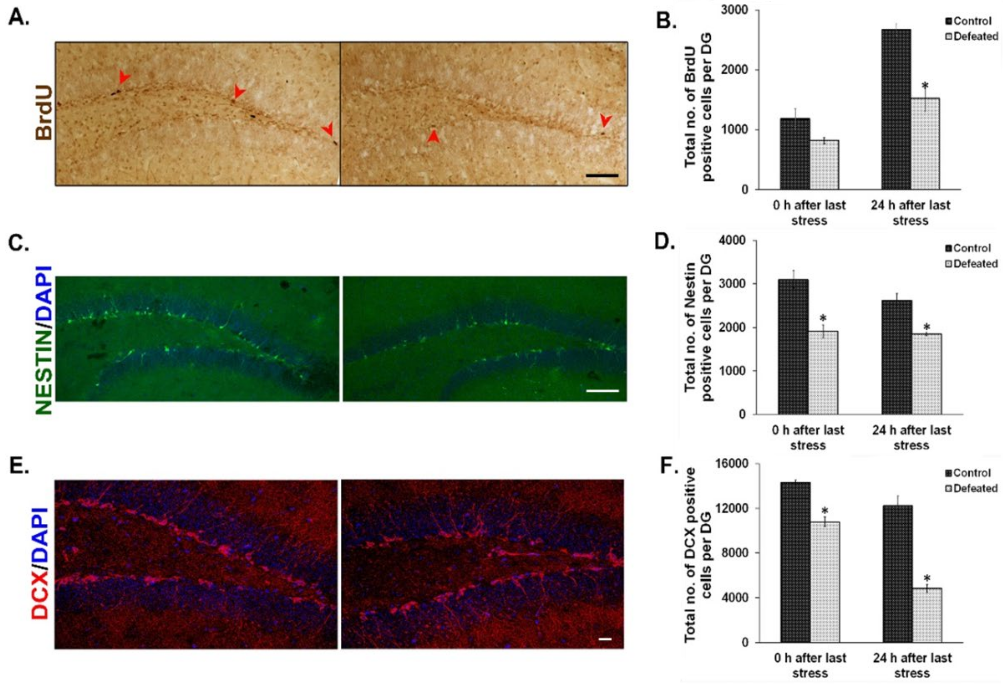 Brainsci 10 00833 g002 Brainsci 10 00833 g002