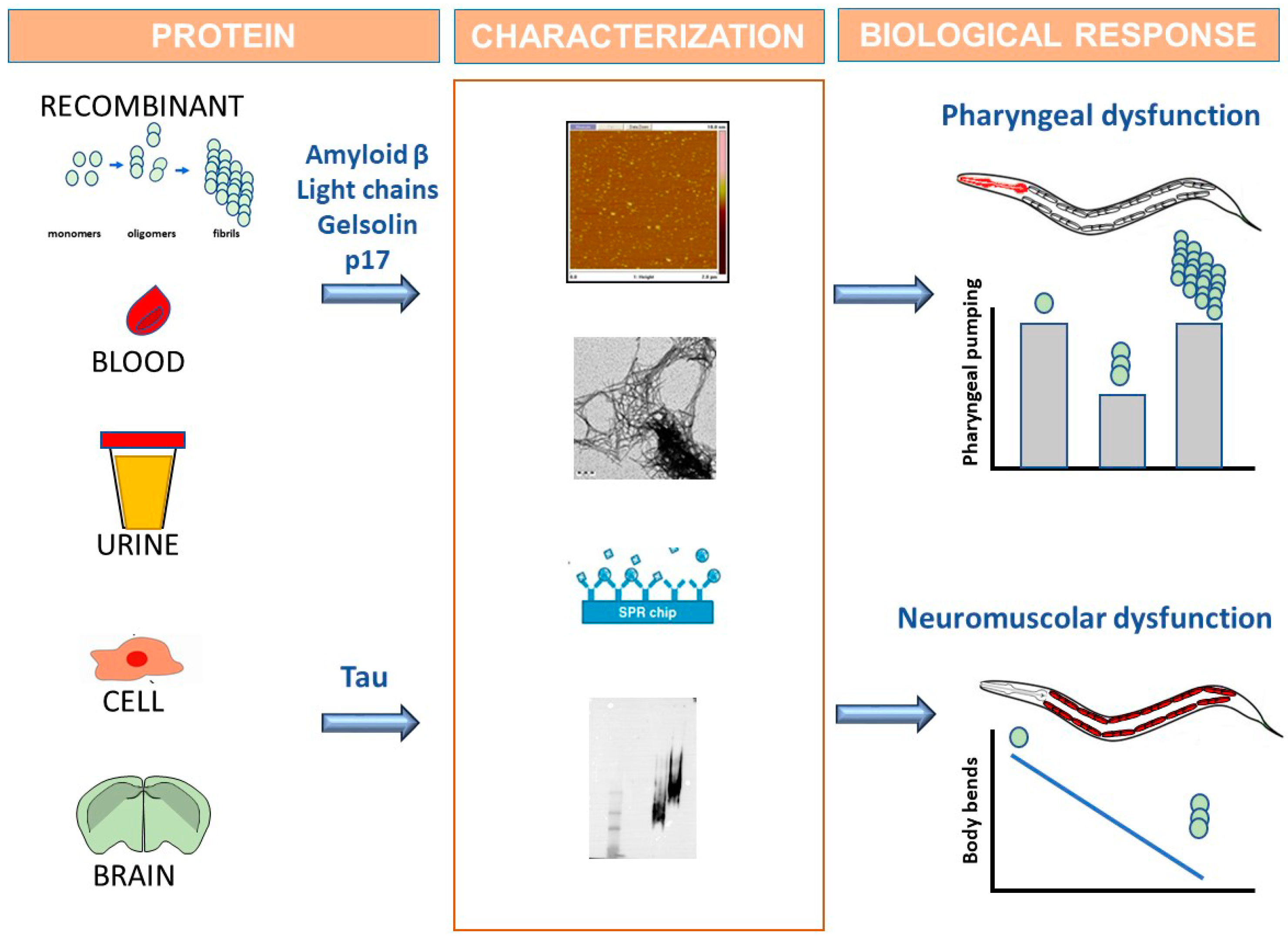 Brainsci 10 00838 g001 Brainsci 10 00838 g001