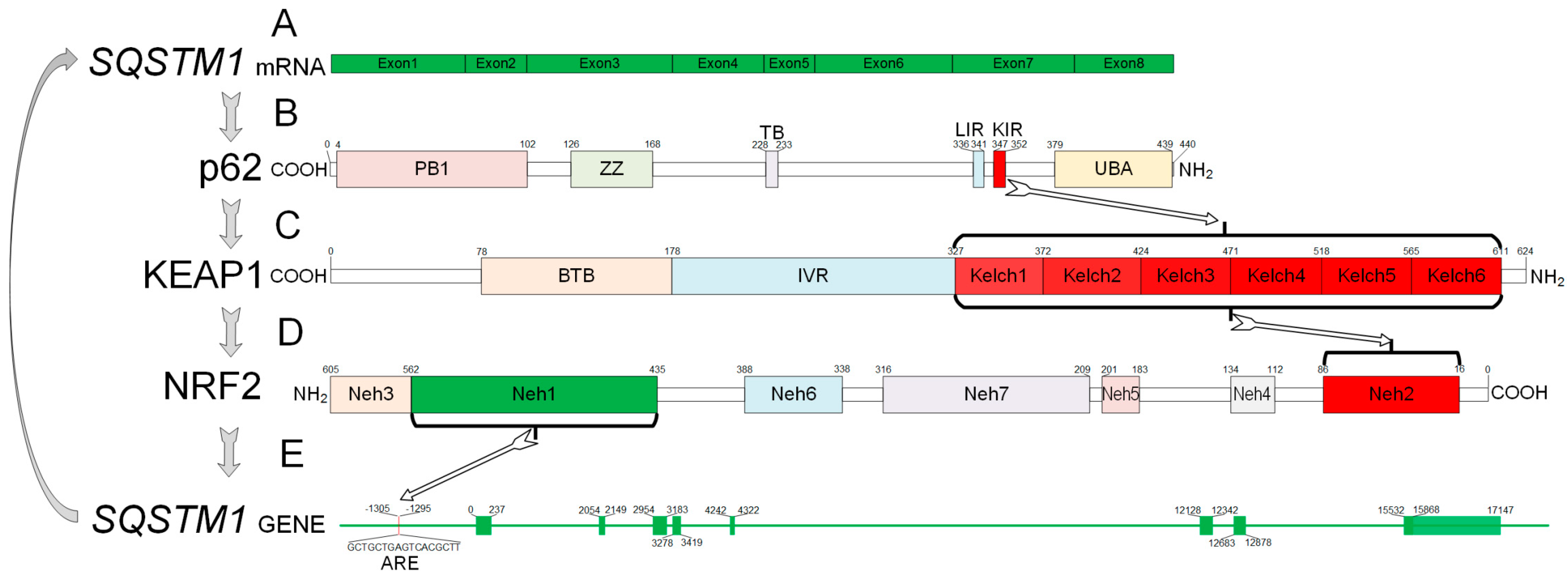 プロタンディム NRF1 NRF2　6本セット Molecular mechanism of NRF1 protein regulation. NRF1 is