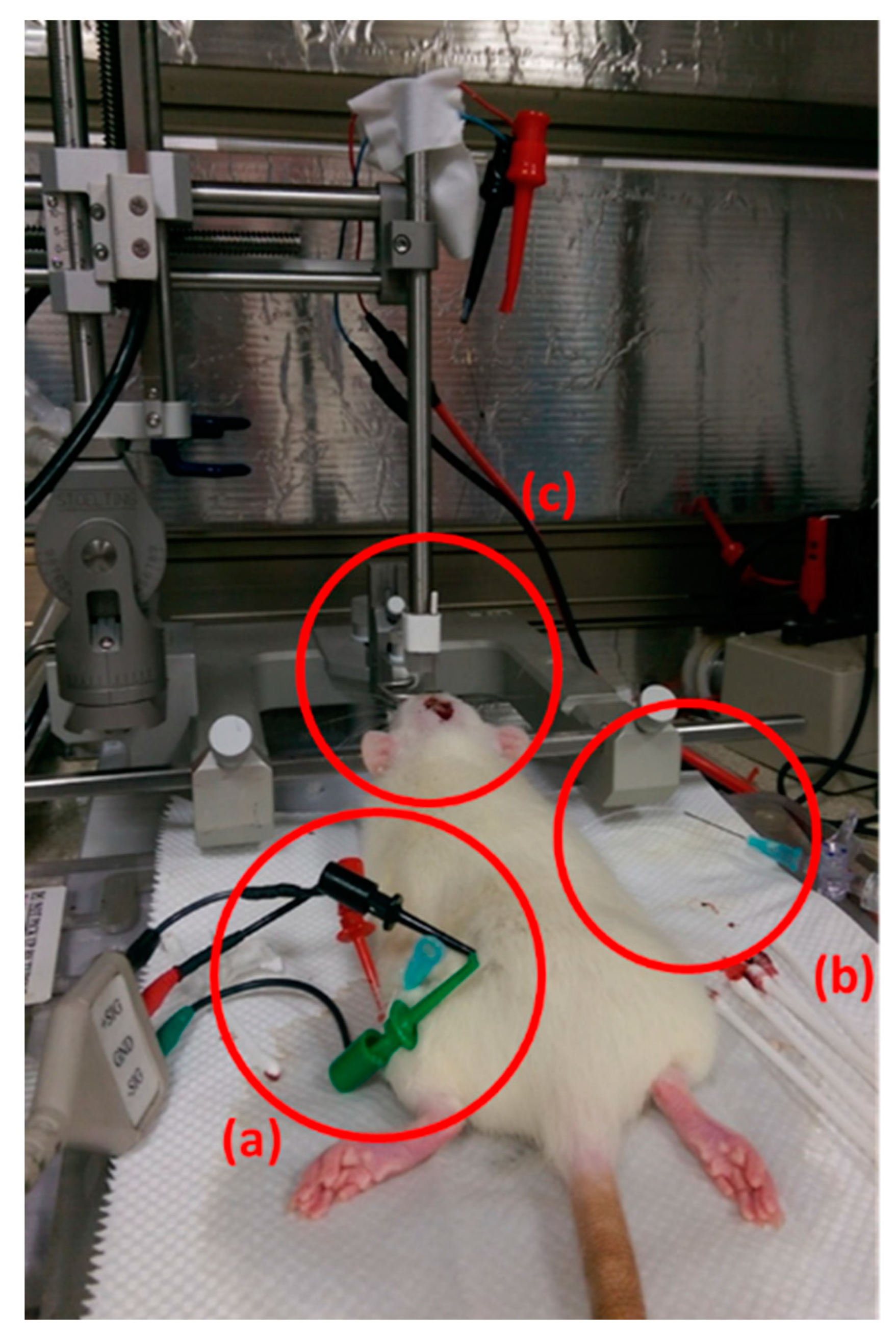 Brainsci 10 00850 g002