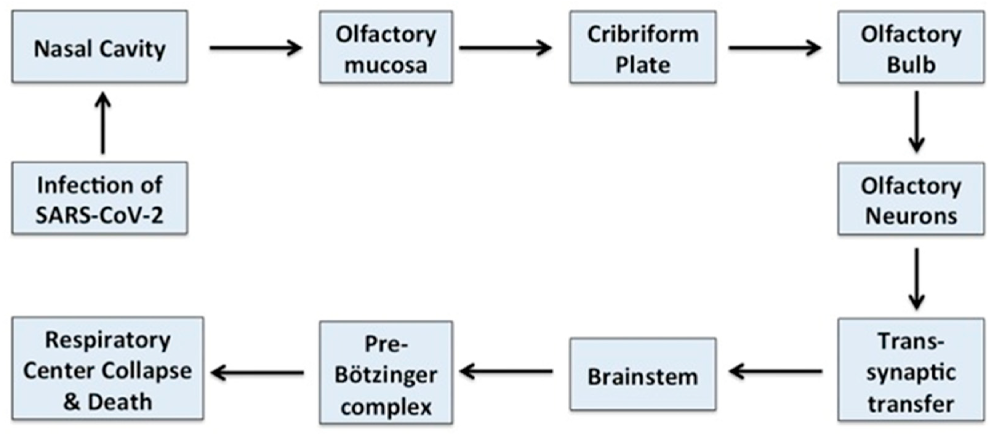 Brainsci 10 00852 g004