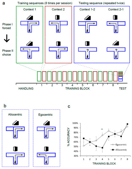 Brain Sciences, Free Full-Text