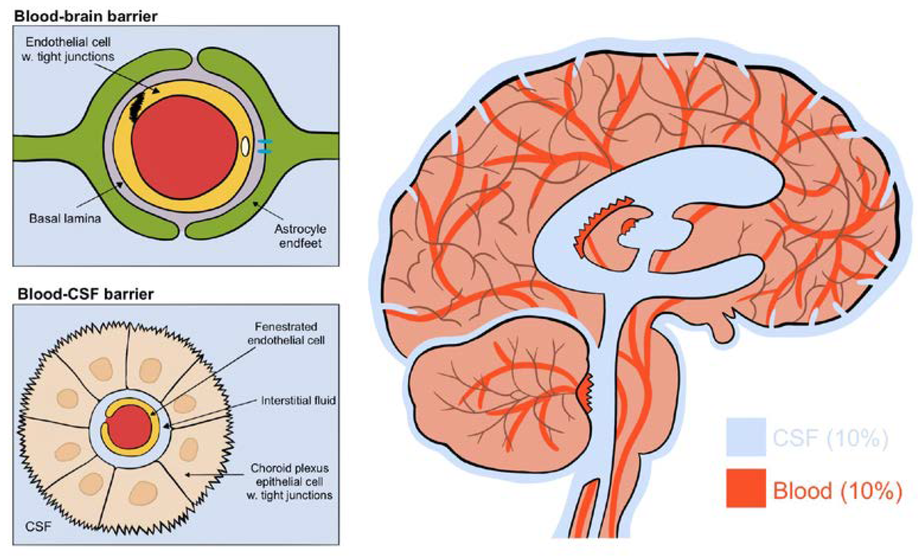 Brainsci 10 00868 g002