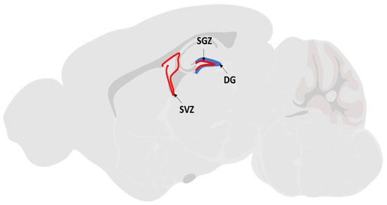 Brainsci 10 00893 g001 550