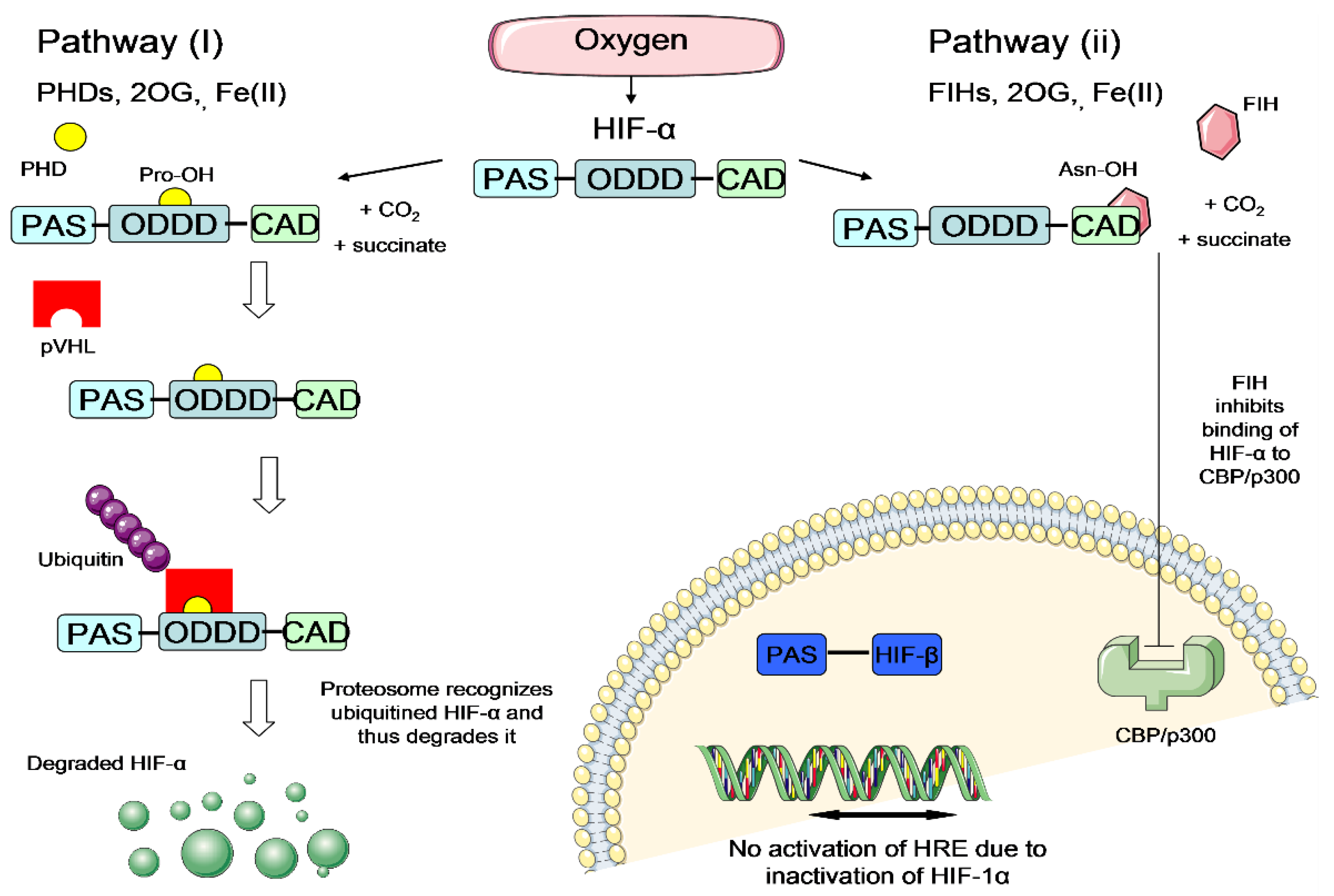 Brainsci 10 00893 g004