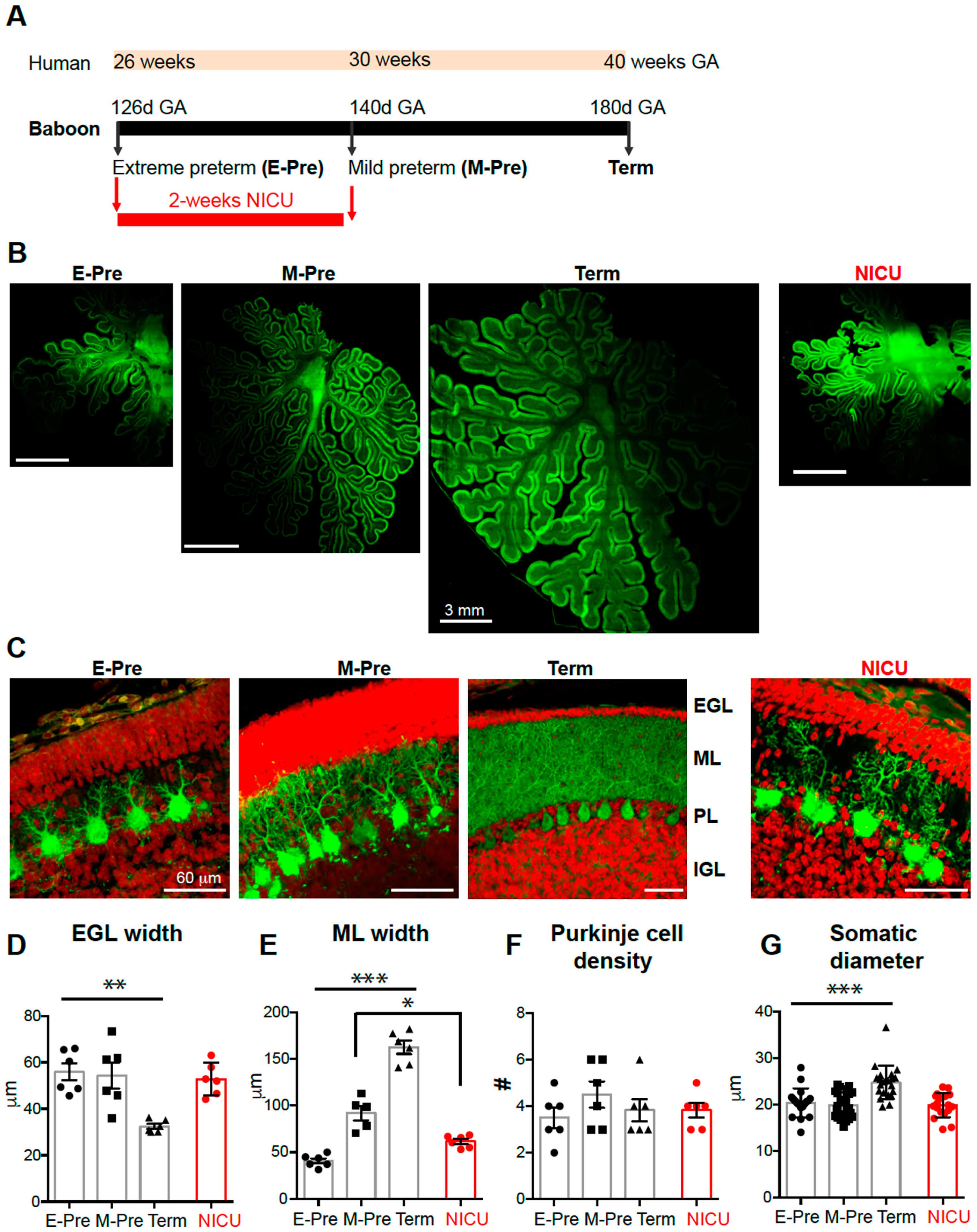 Brainsci 10 00897 g001 Brainsci 10 00897 g001