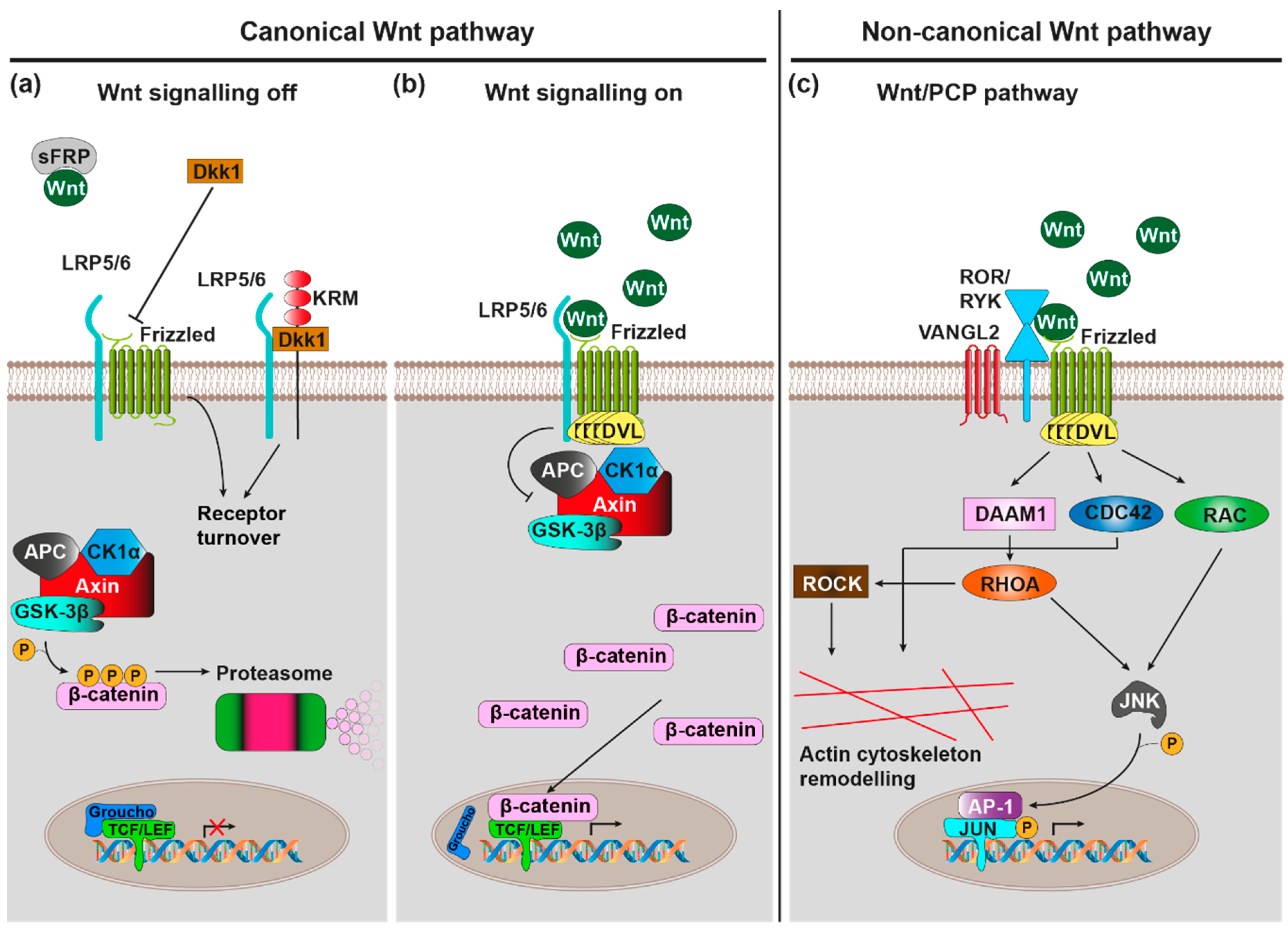 Brainsci 10 00902 g001