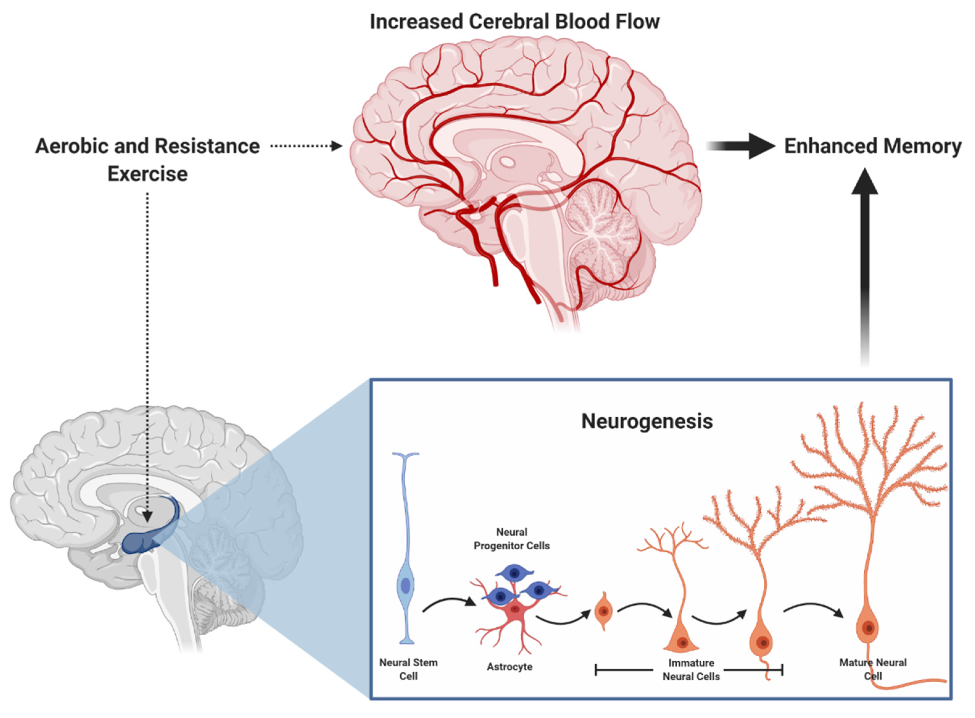 Brain Sciences Free Full Text Does Aerobic and Resistance