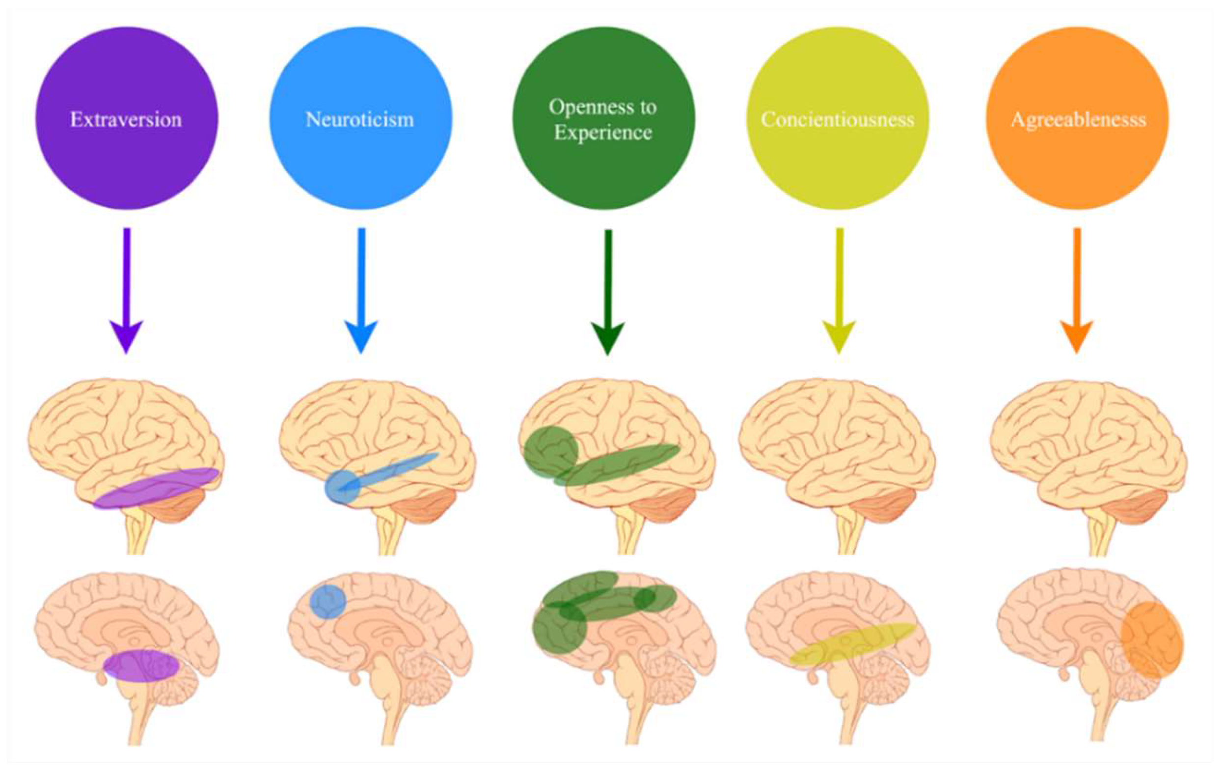 Brain Sciences, Free Full-Text