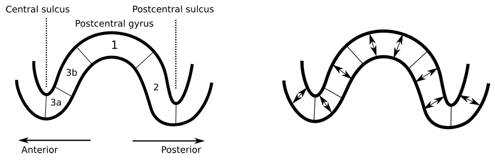 Brainsci 10 00934 g001 Brainsci 10 00934 g001