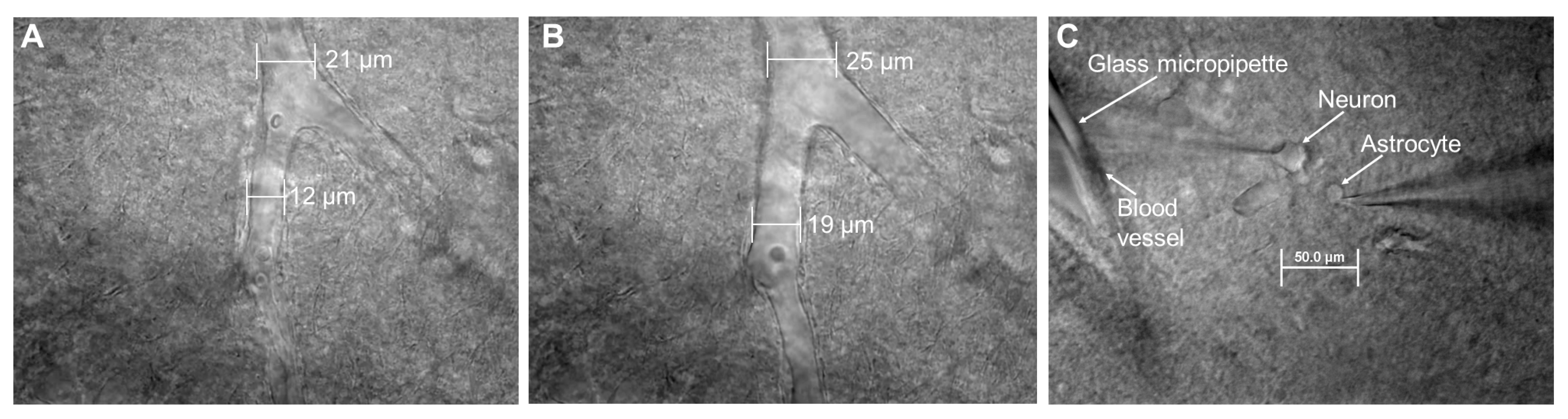 Brainsci 10 00942 g001 Brainsci 10 00942 g001