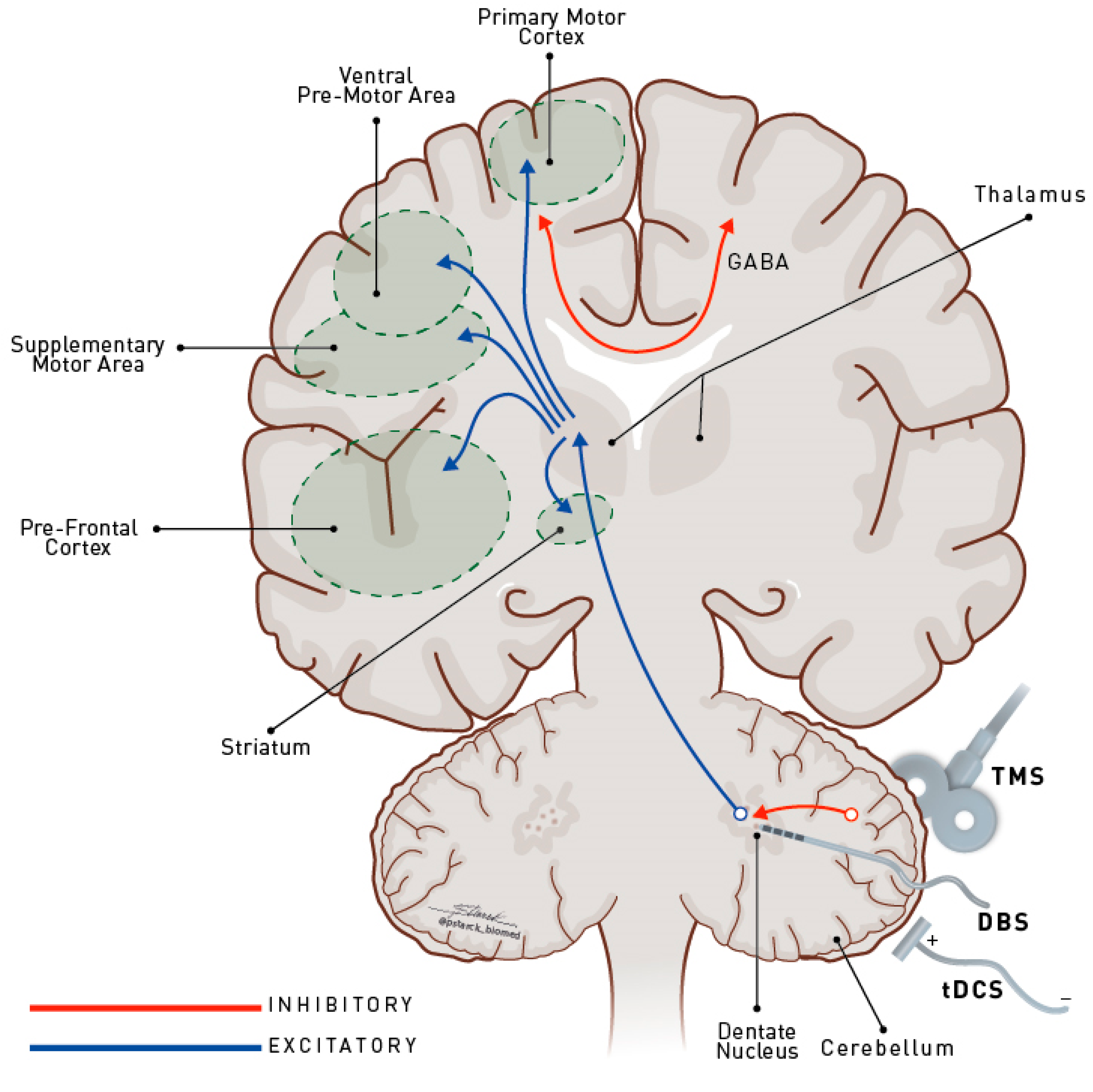 Brainsci 10 00944 g001 Brainsci 10 00944 g001