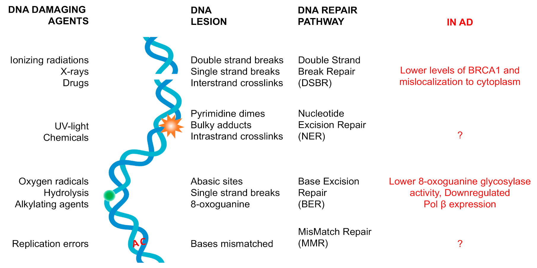 Brainsci 10 00946 g001