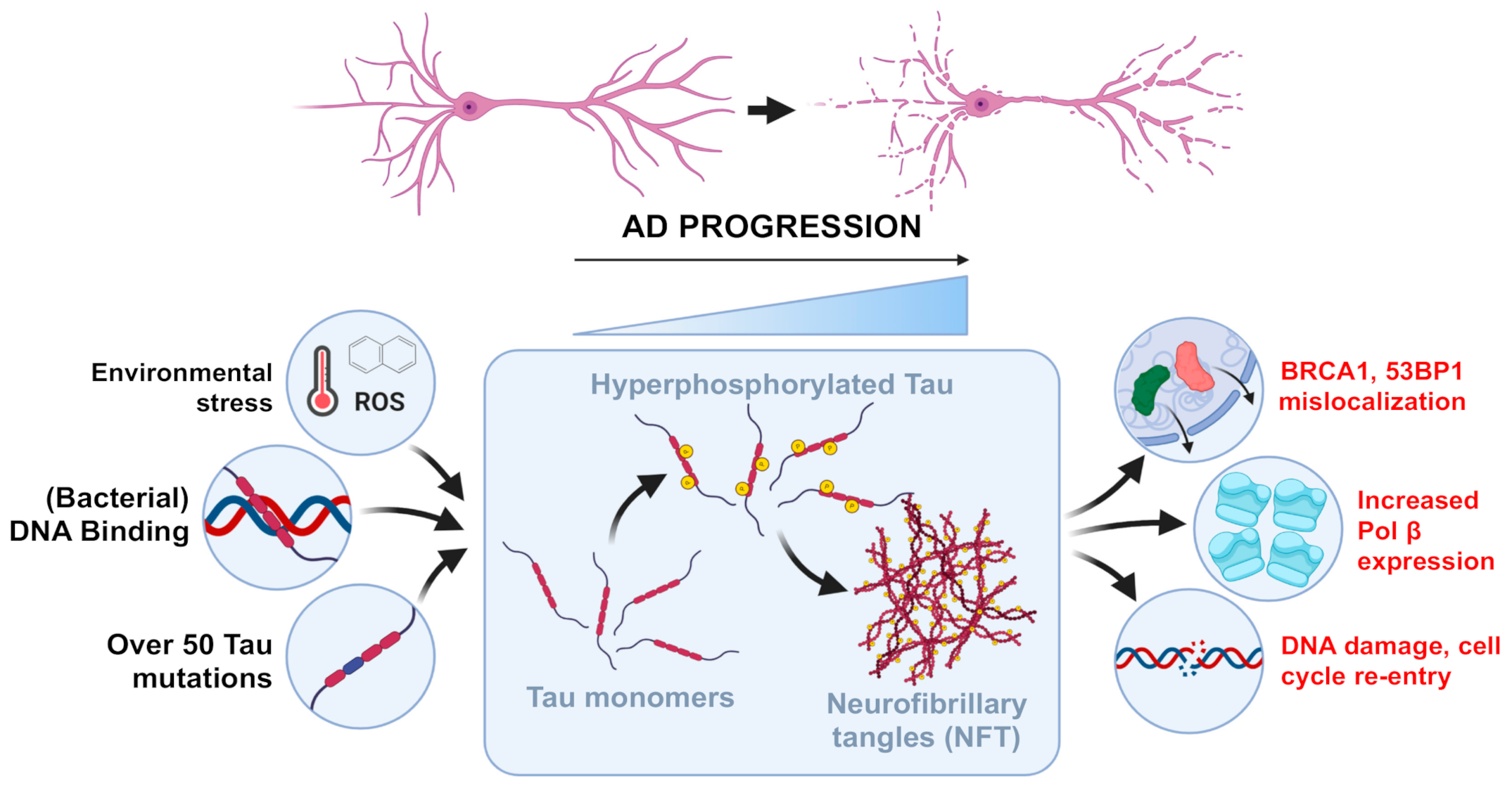 Brainsci 10 00946 g002
