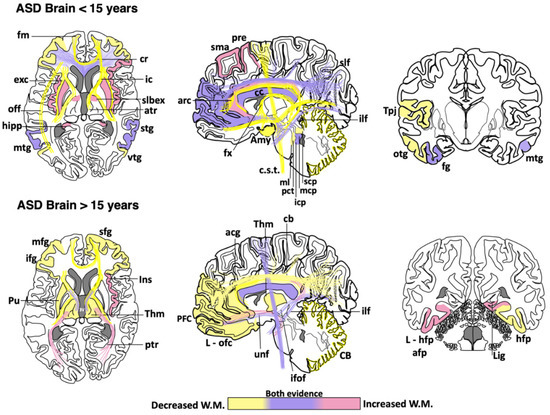 Brainsci 10 00951 g001 550