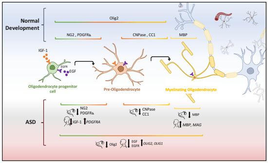 Brainsci 10 00951 g002 550