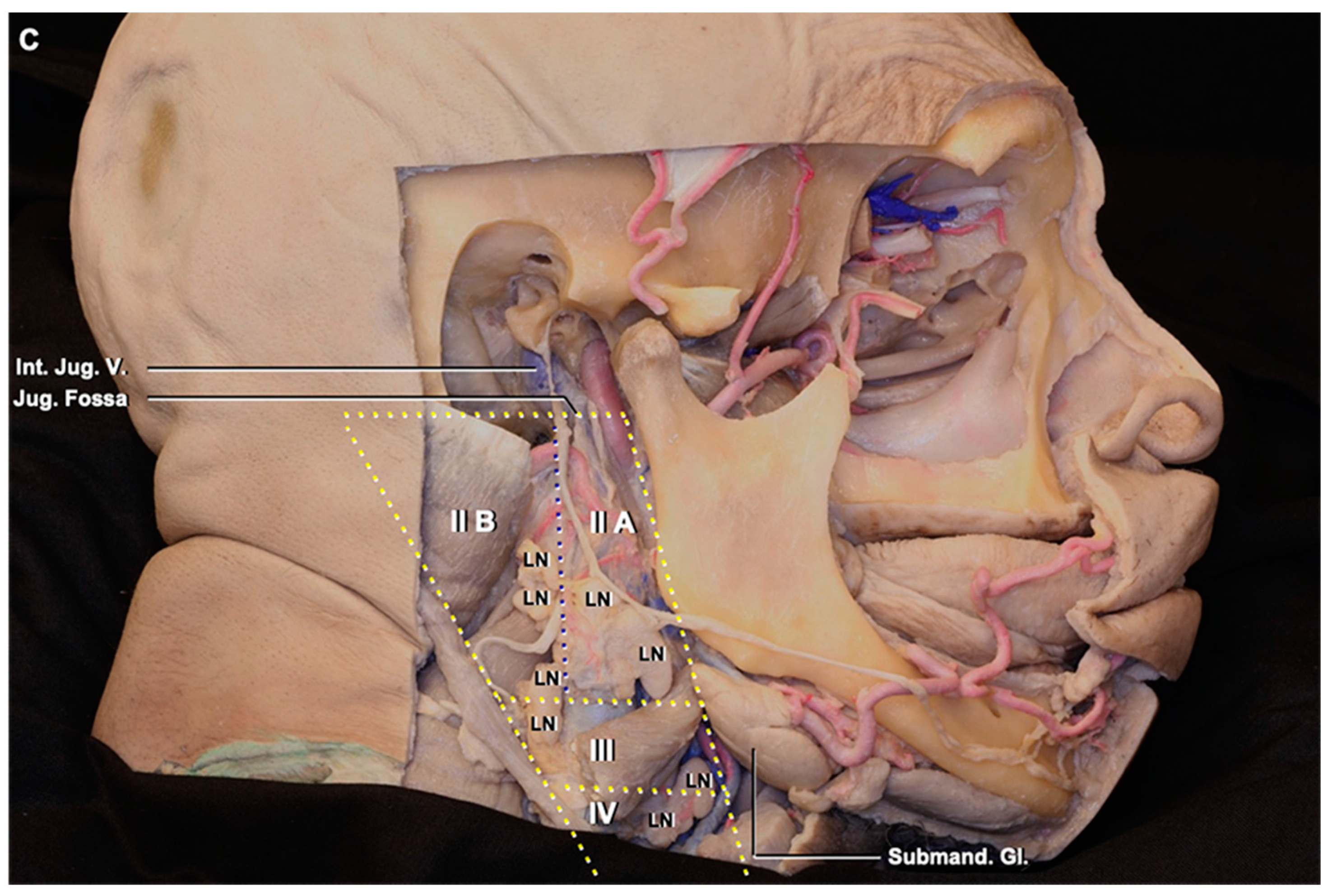 Brainsci 10 00953 g001b Brainsci 10 00953 g001b