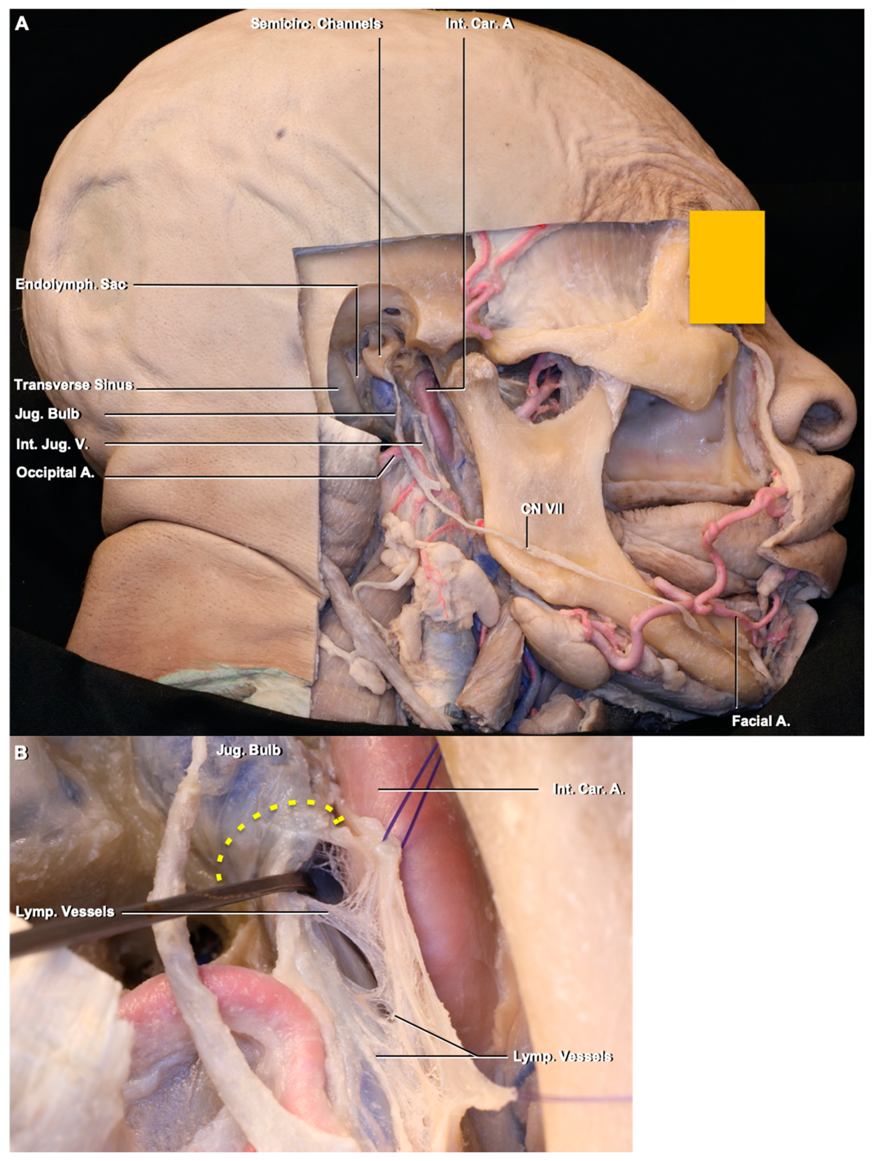 Brainsci 10 00953 g002a Brainsci 10 00953 g002a