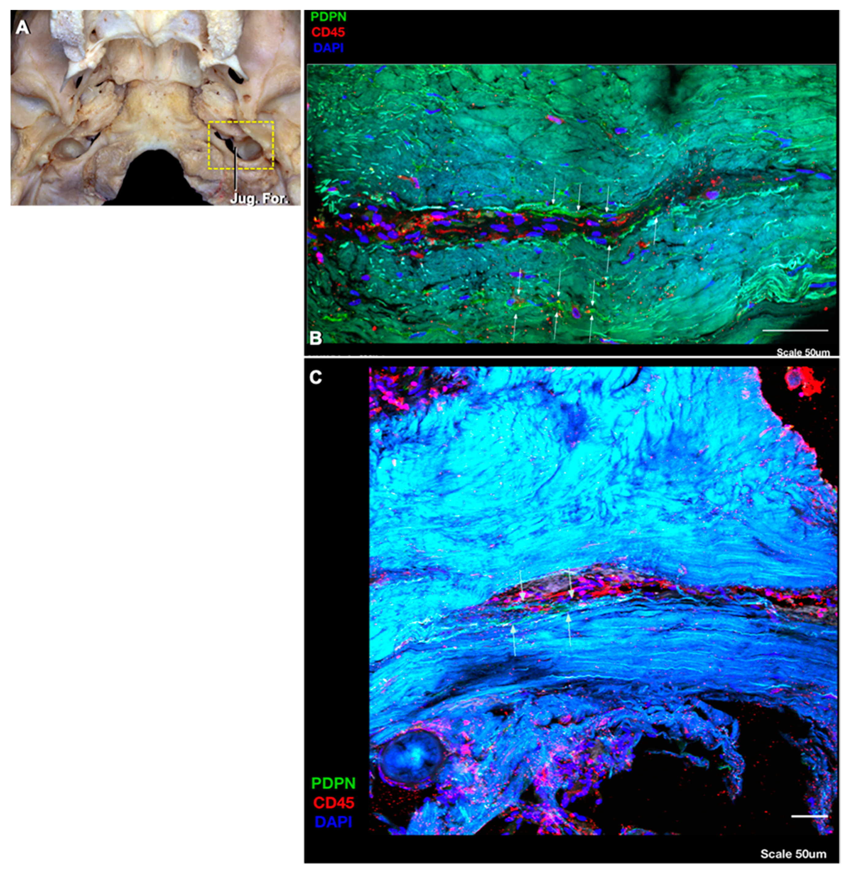 Brainsci 10 00953 g003 Brainsci 10 00953 g003