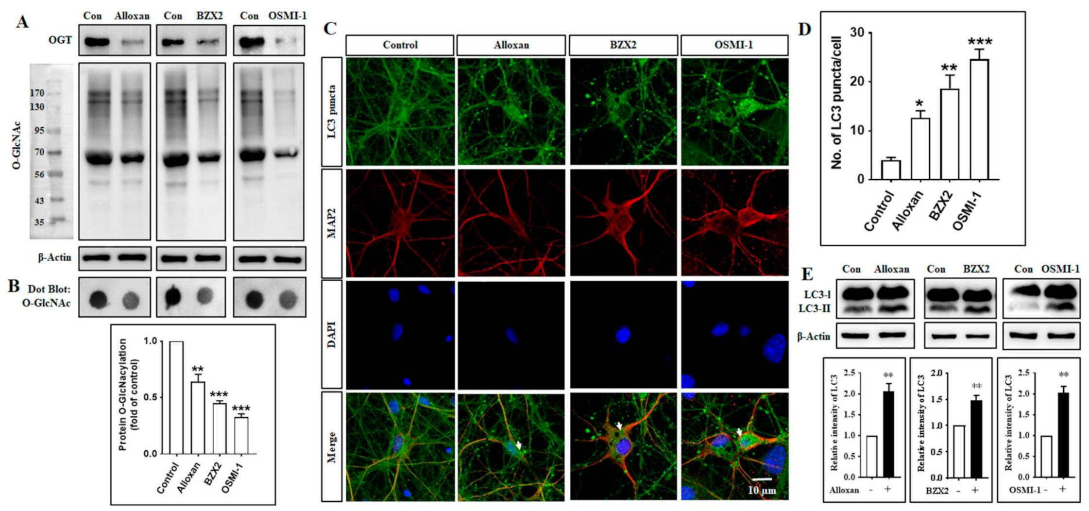 Brainsci 10 00958 g001 Brainsci 10 00958 g001