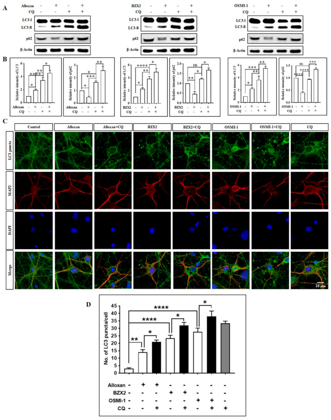 Pharmacological Inhibition of O-GlcNAcase Enhances Autophagy in