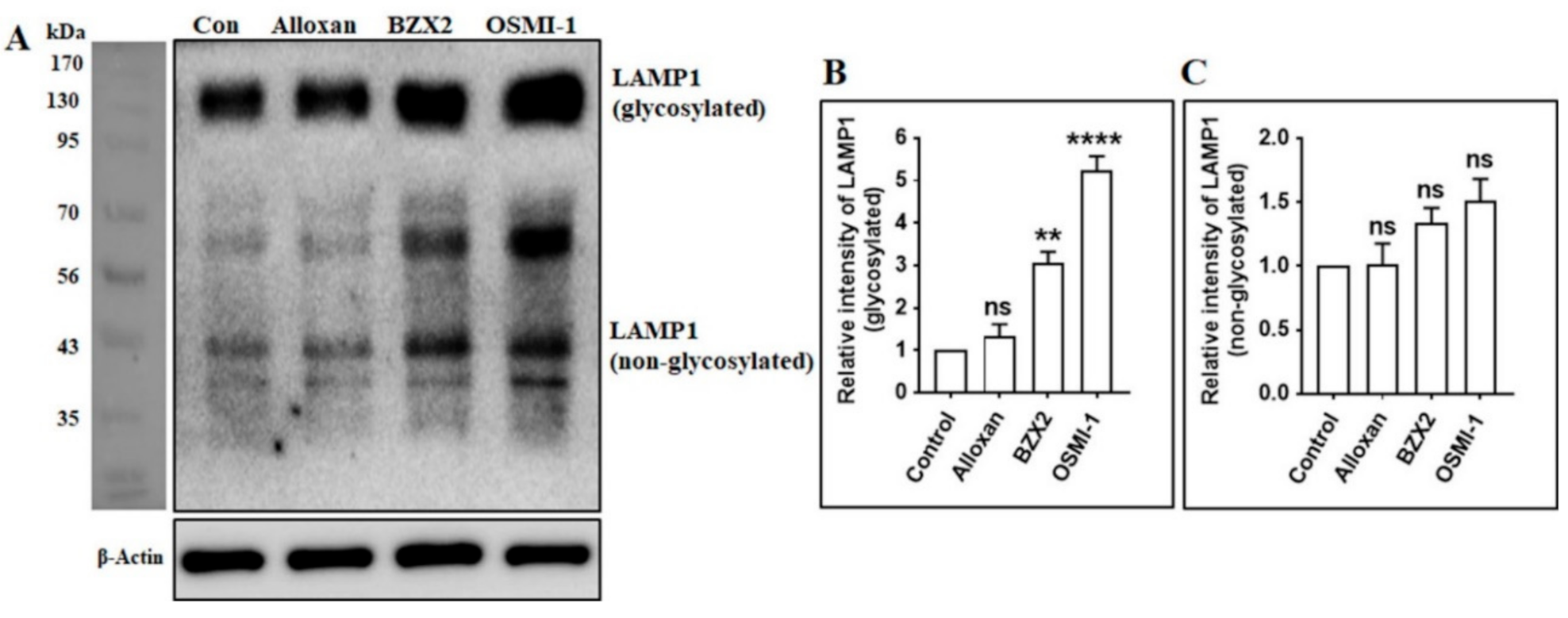 Pharmacological Inhibition of O-GlcNAcase Enhances Autophagy in