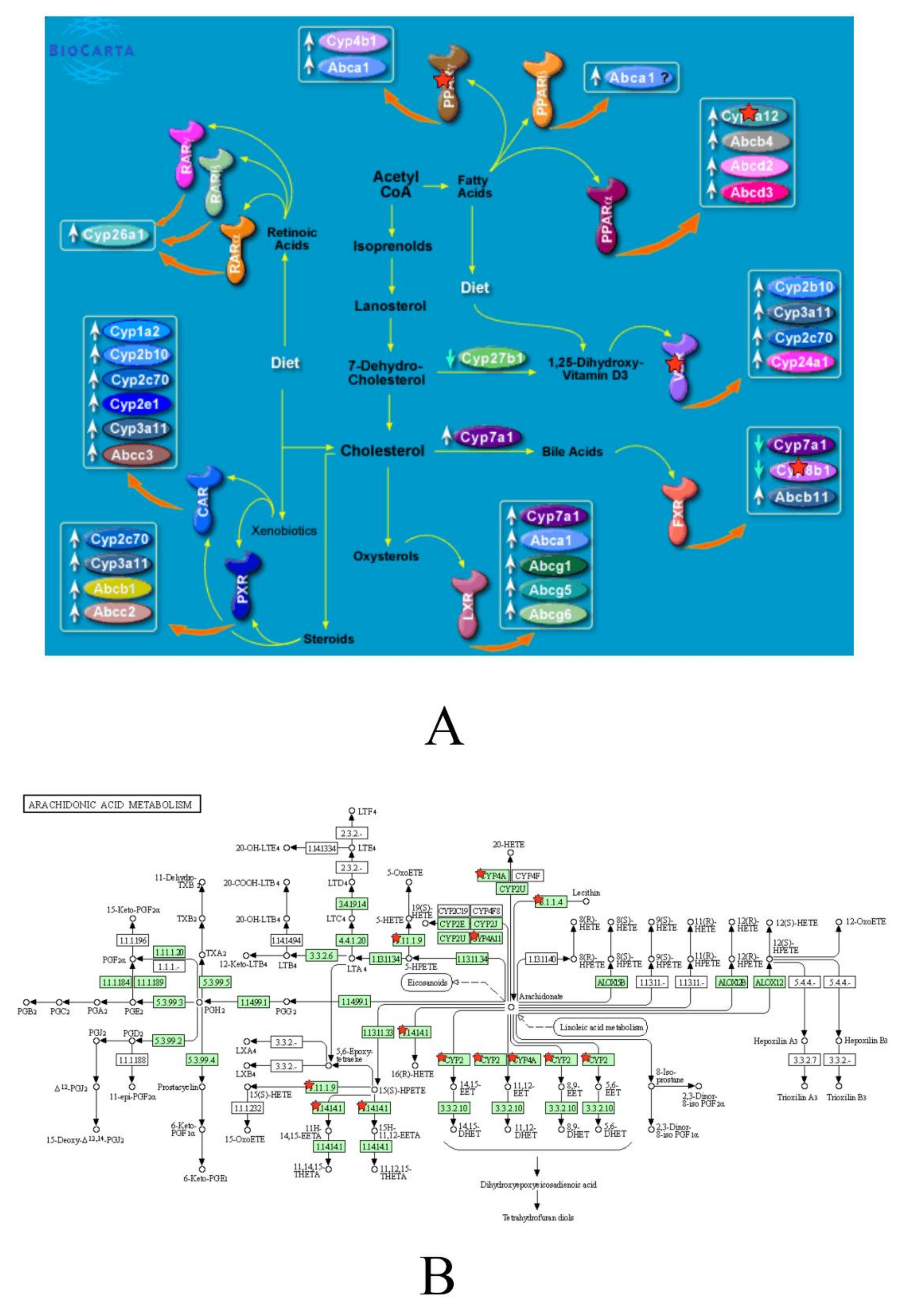 Brainsci 10 00961 g001