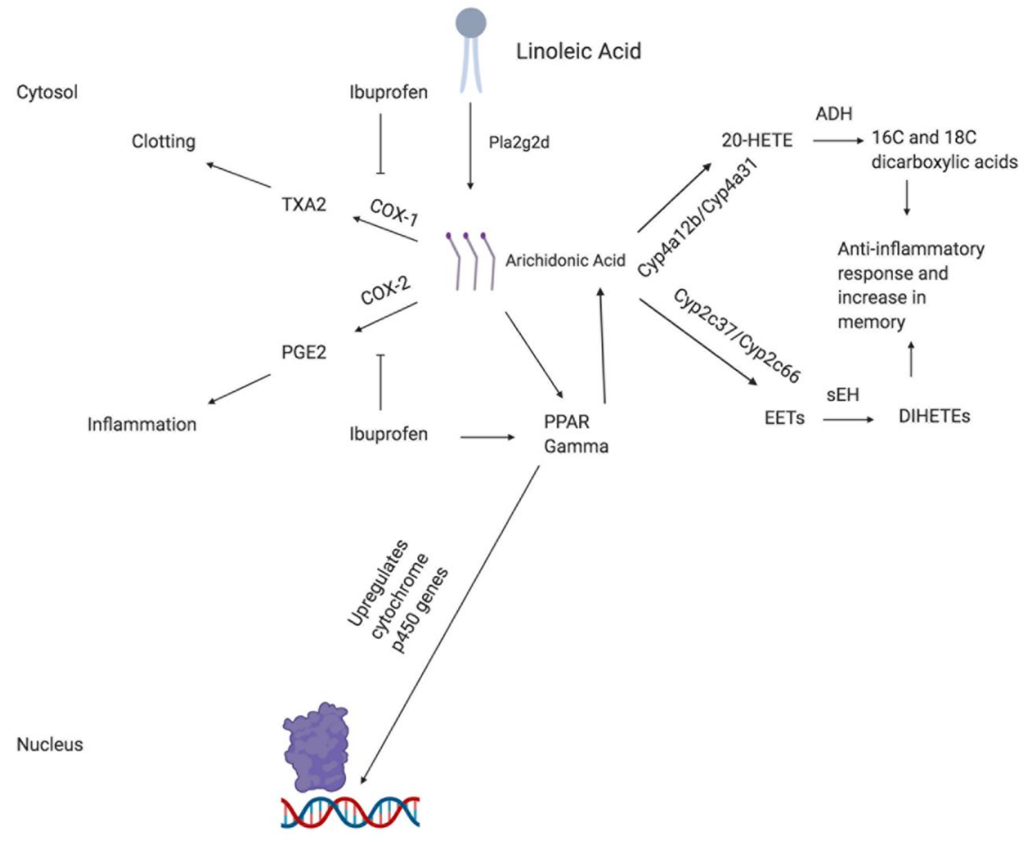 Brainsci 10 00961 g002