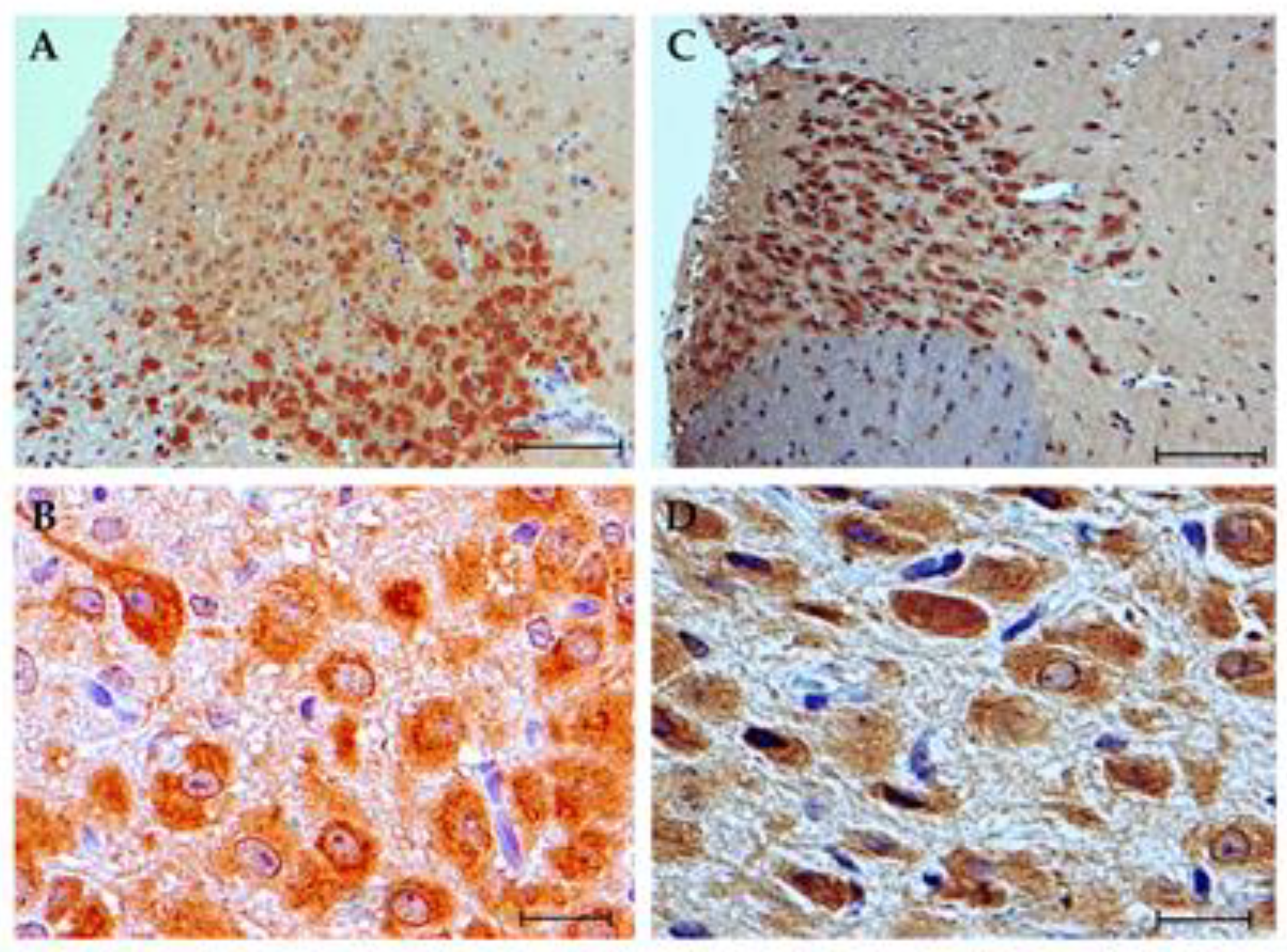 Brainsci 10 00987 g003 Brainsci 10 00987 g003