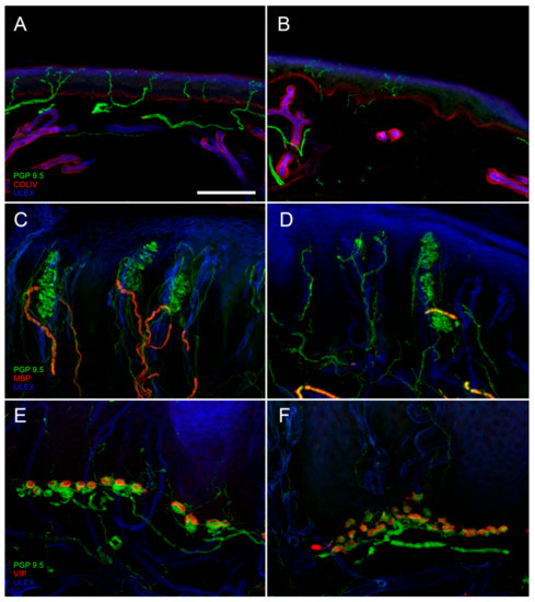 Brainsci 10 00989 g001 550