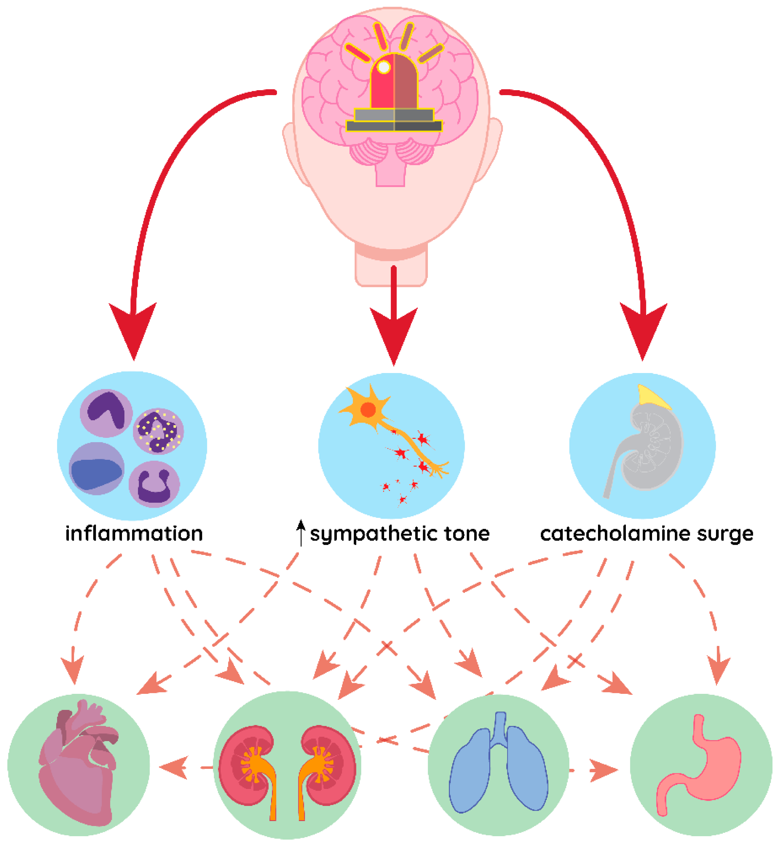 Brainsci 10 01019 g001