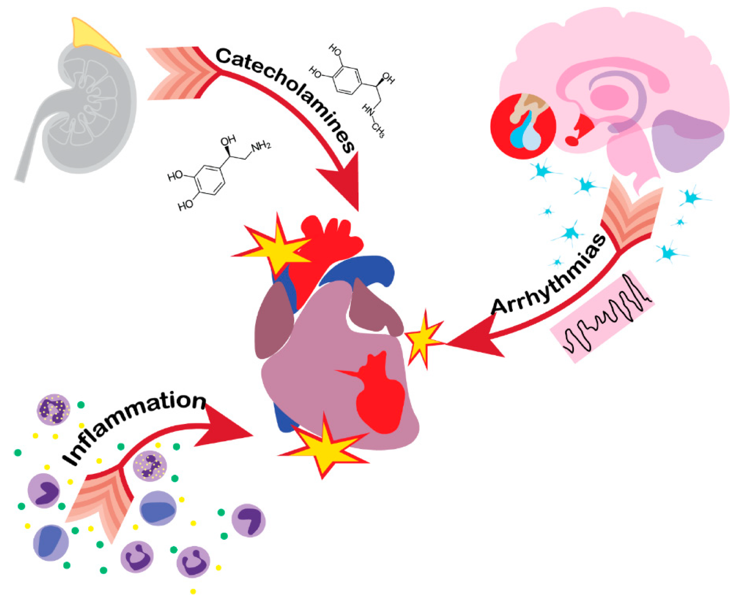 Brainsci 10 01019 g002