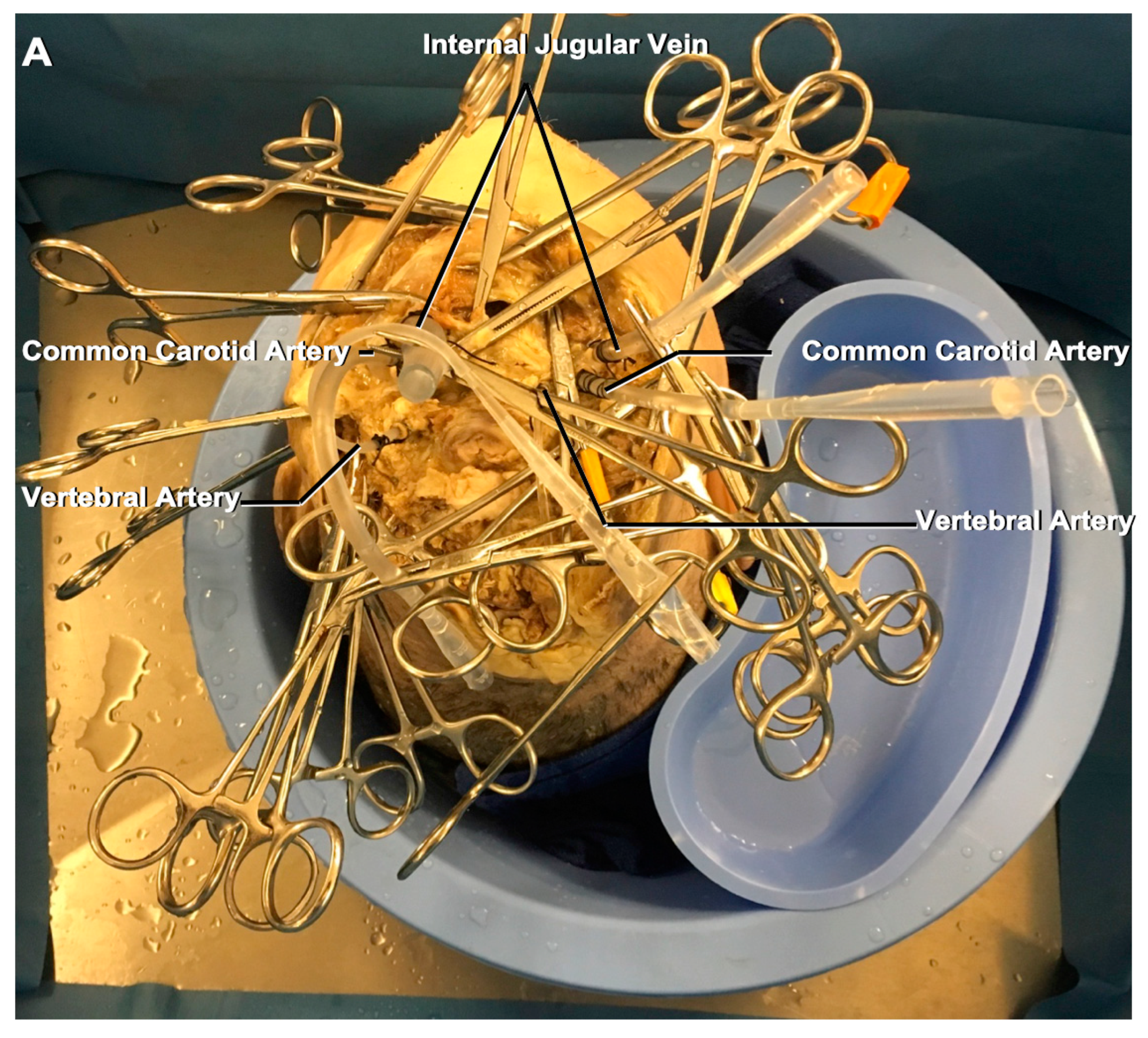 Brainsci 11 00032 g001a Brainsci 11 00032 g001a