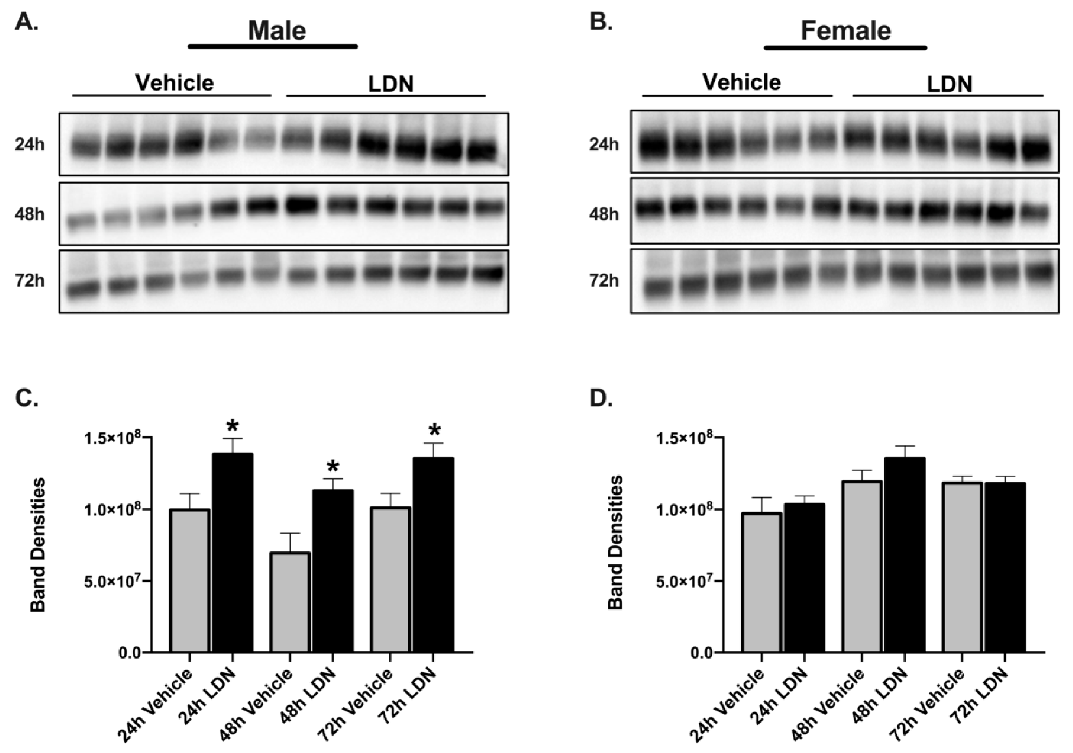 Brainsci 11 00076 g004 Brainsci 11 00076 g004