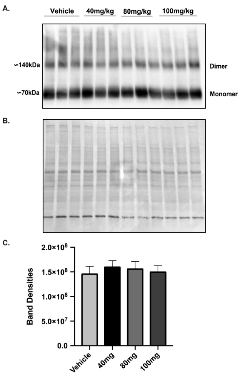 Brainsci 11 00076 g005 Brainsci 11 00076 g005