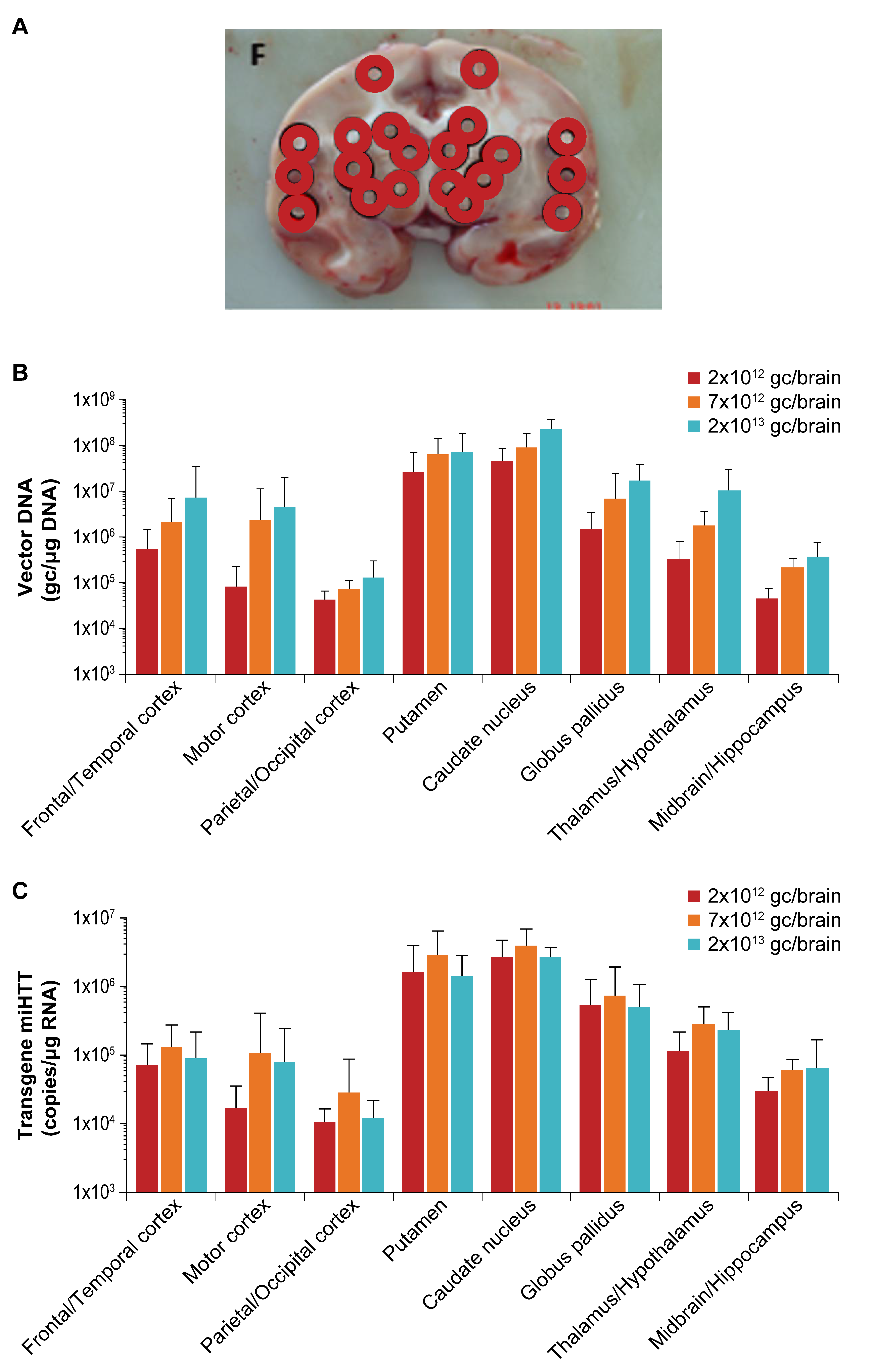 Brainsci 11 00129 g003a Brainsci 11 00129 g003a