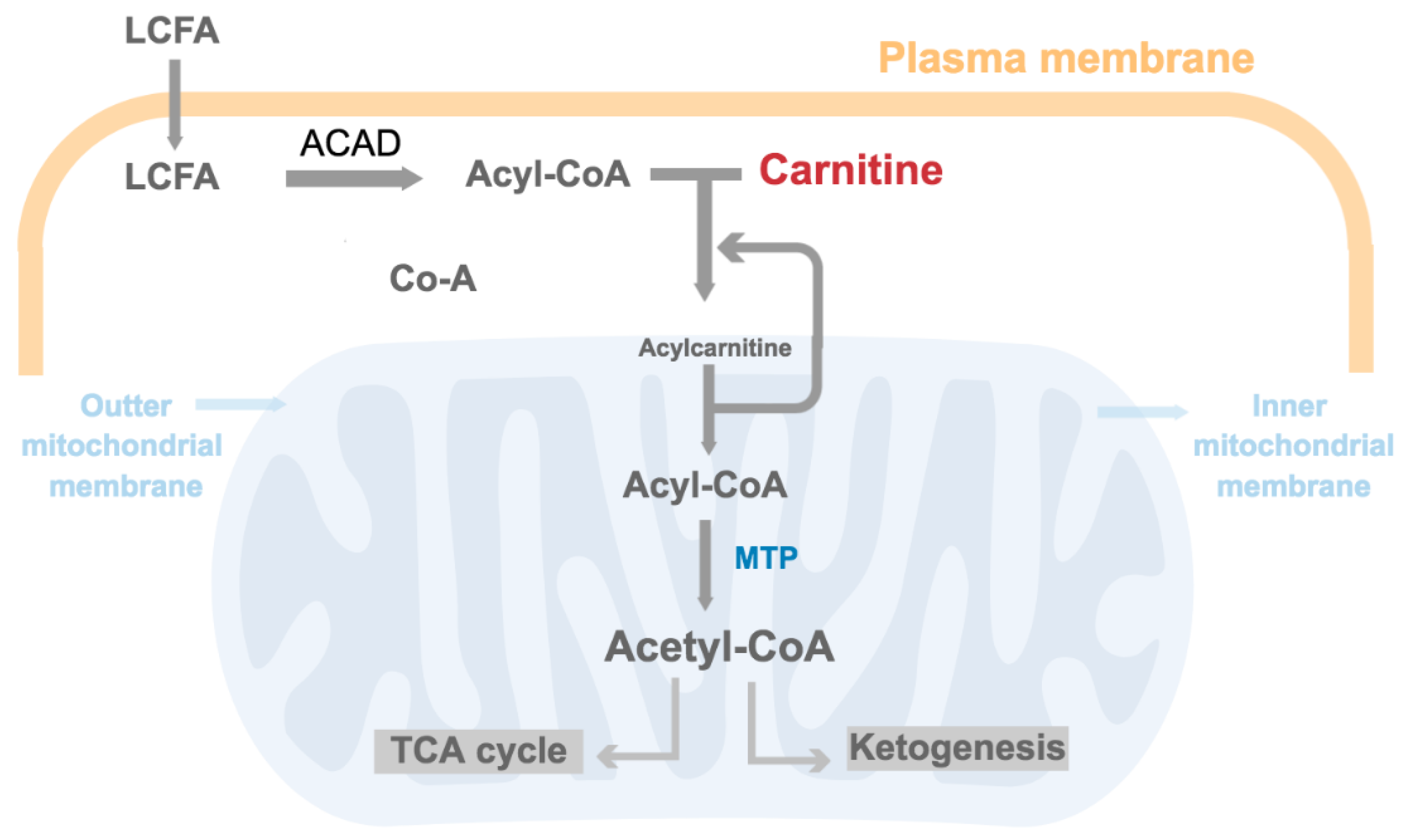 Brainsci 11 00131 g002