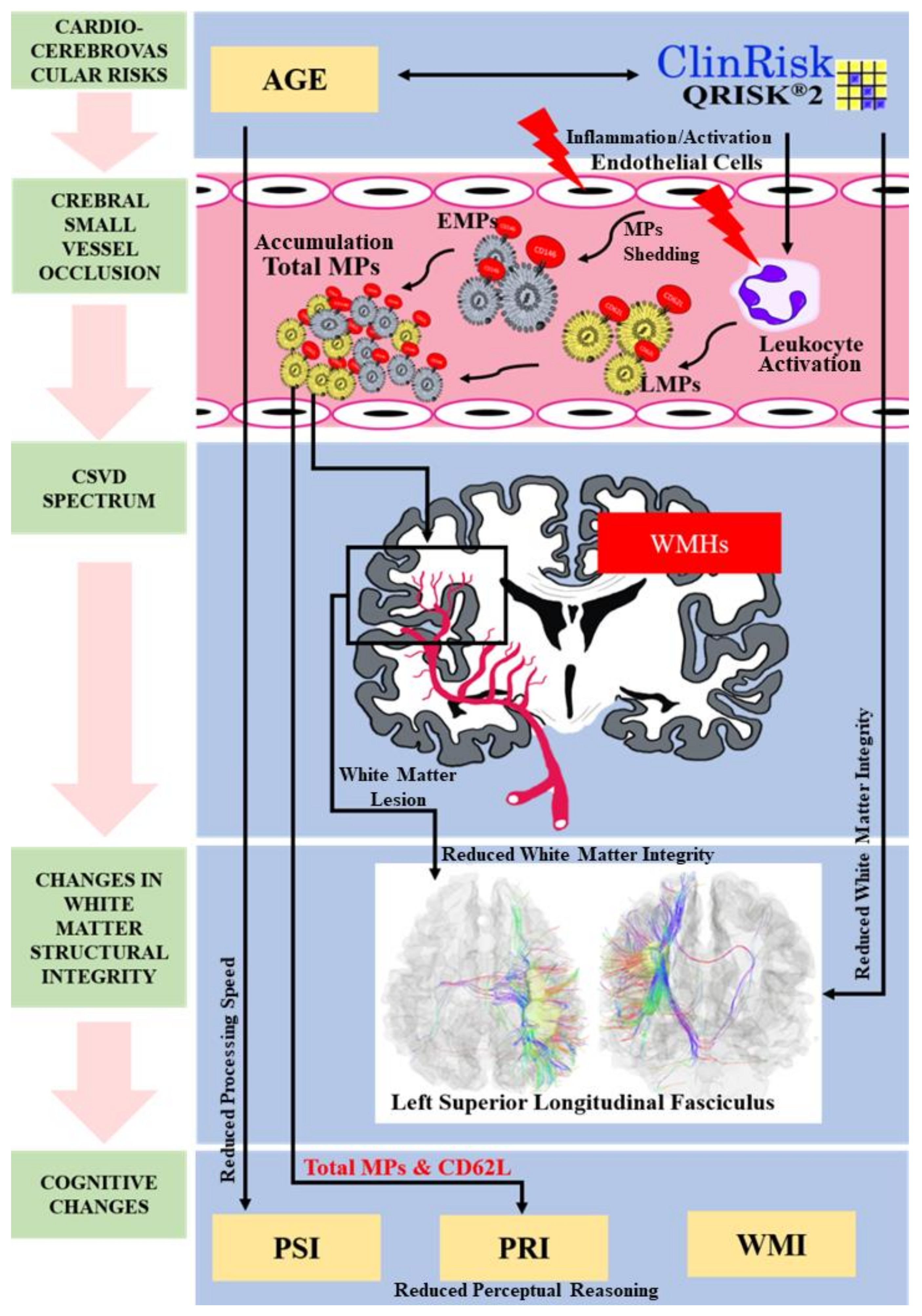 Brainsci 11 00133 g002 Brainsci 11 00133 g002