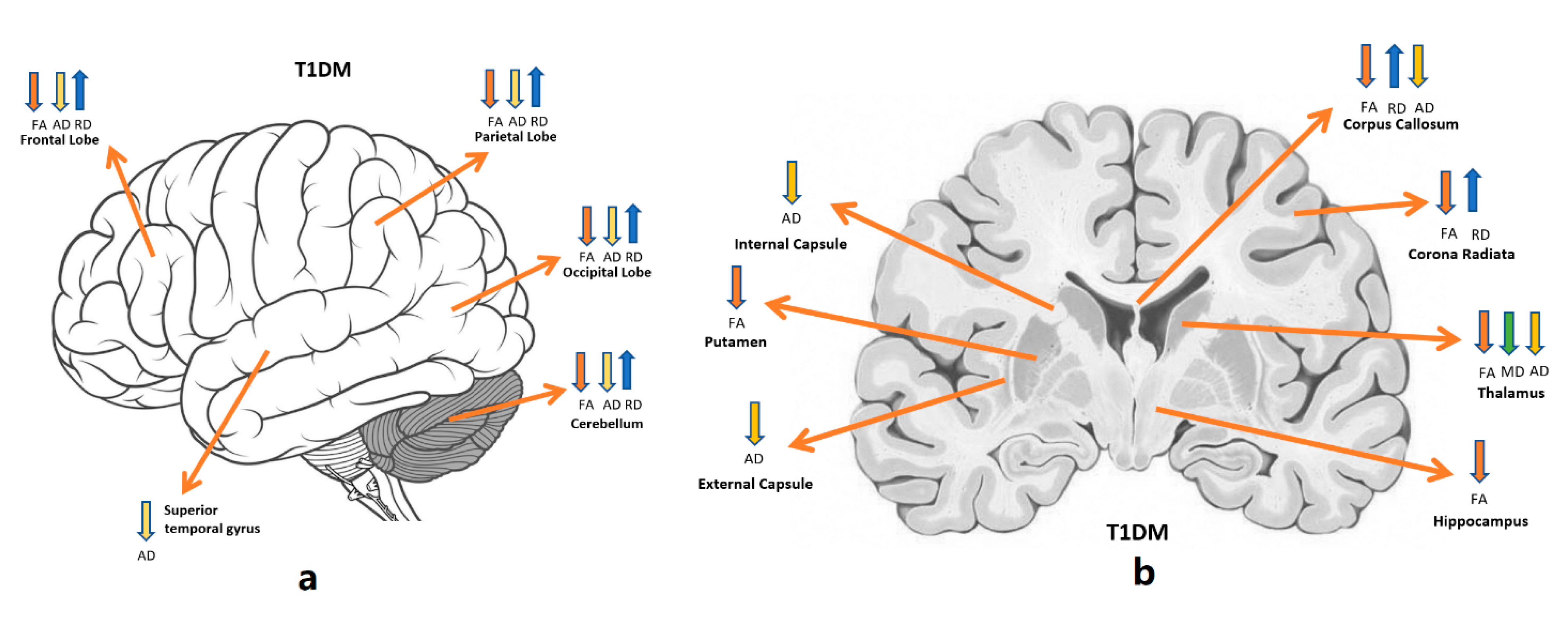 Brainsci 11 00140 g004 Brainsci 11 00140 g004