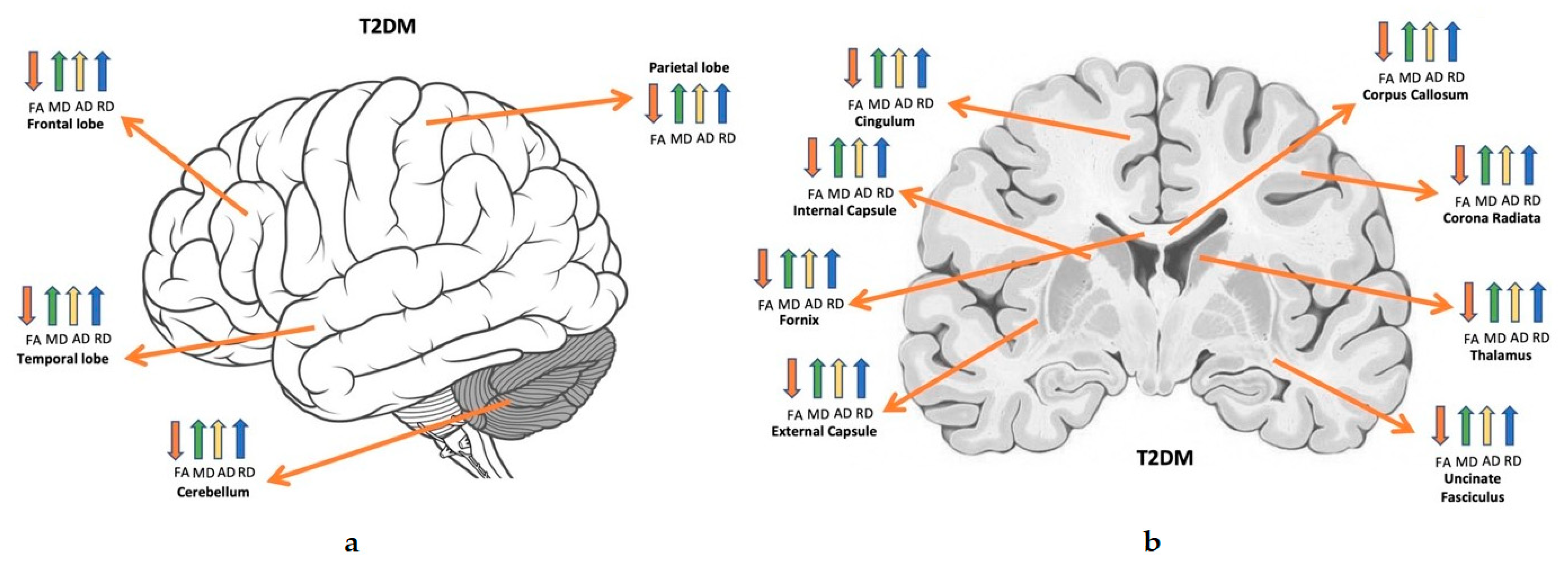 Brainsci 11 00140 g009 Brainsci 11 00140 g009