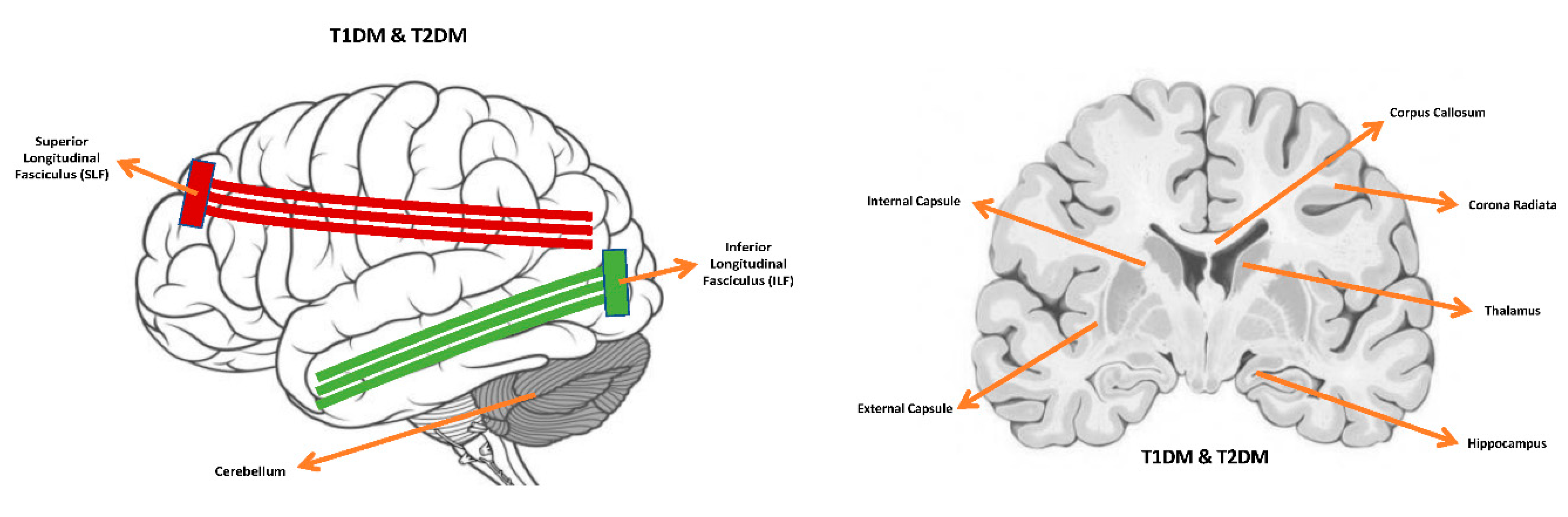 Brainsci 11 00140 g012 Brainsci 11 00140 g012