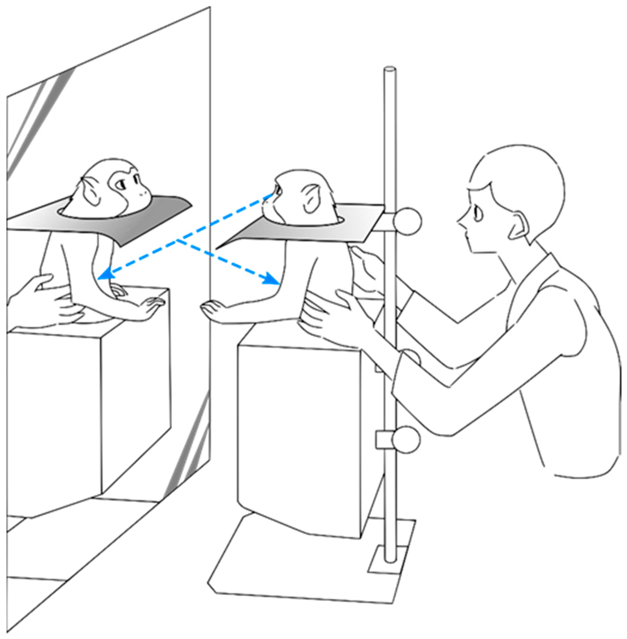 Brainsci 11 00157 g001 Brainsci 11 00157 g001