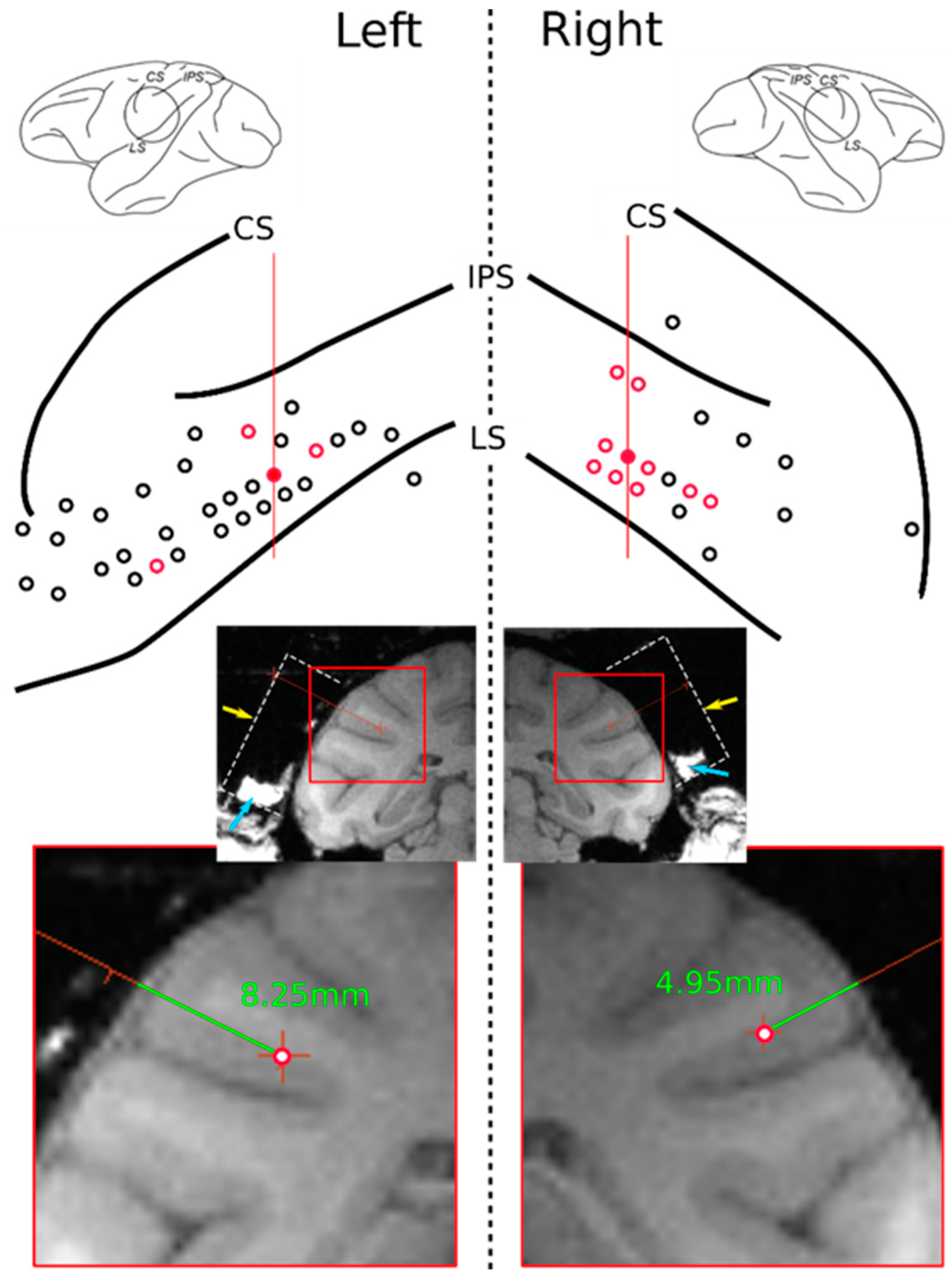 Brainsci 11 00157 g002 Brainsci 11 00157 g002