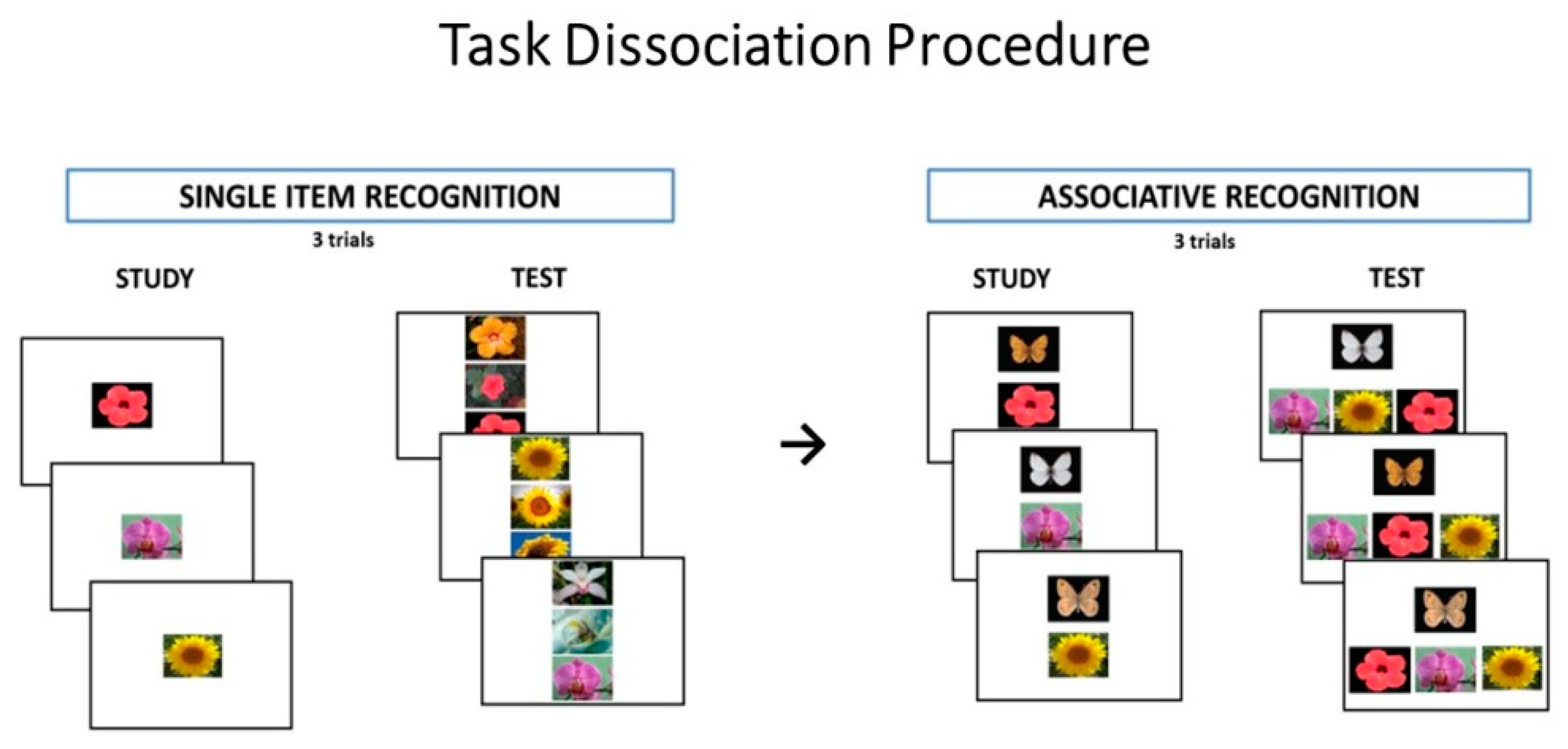 Brainsci 11 00169 g002 Brainsci 11 00169 g002