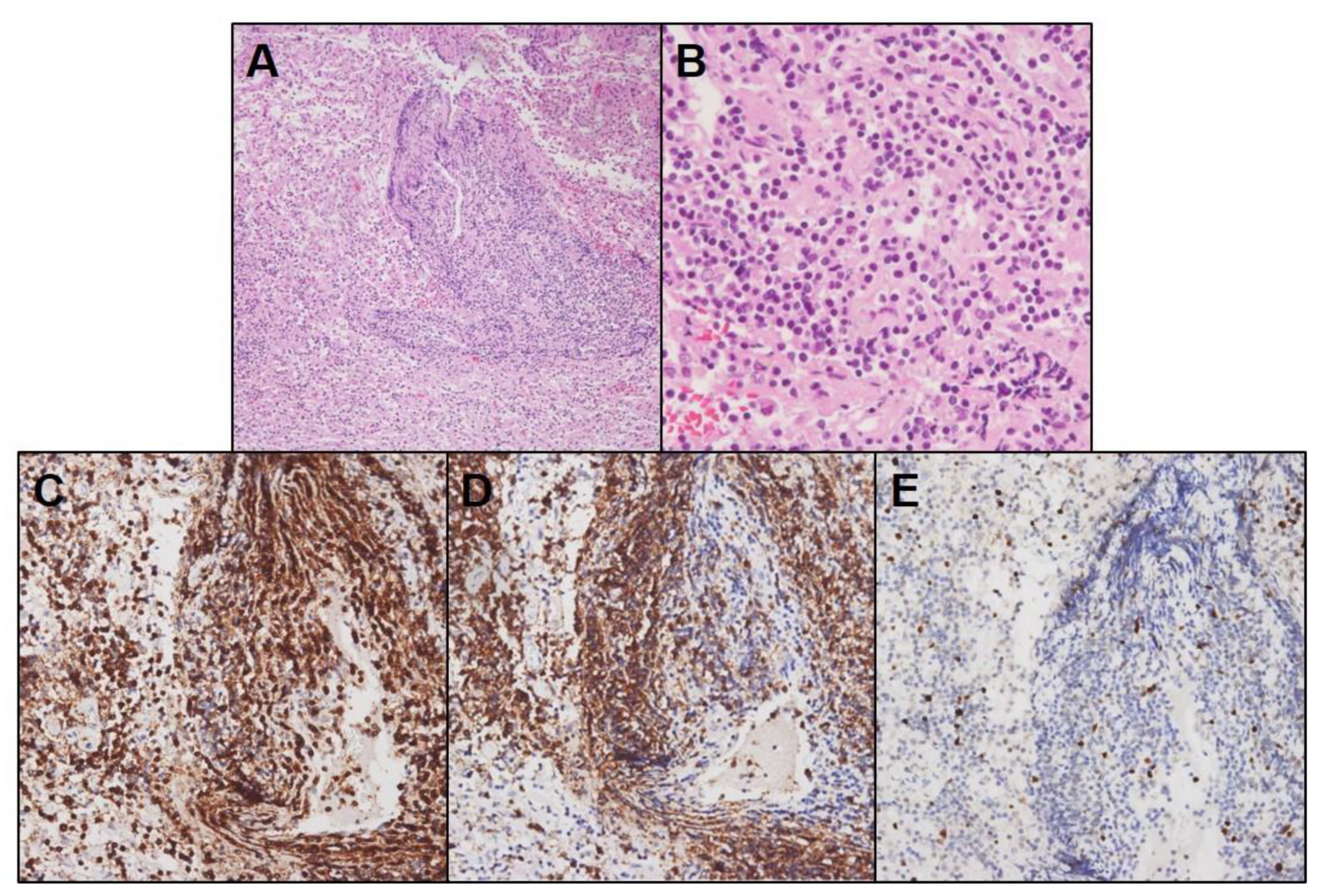 Brainsci 11 00191 g002