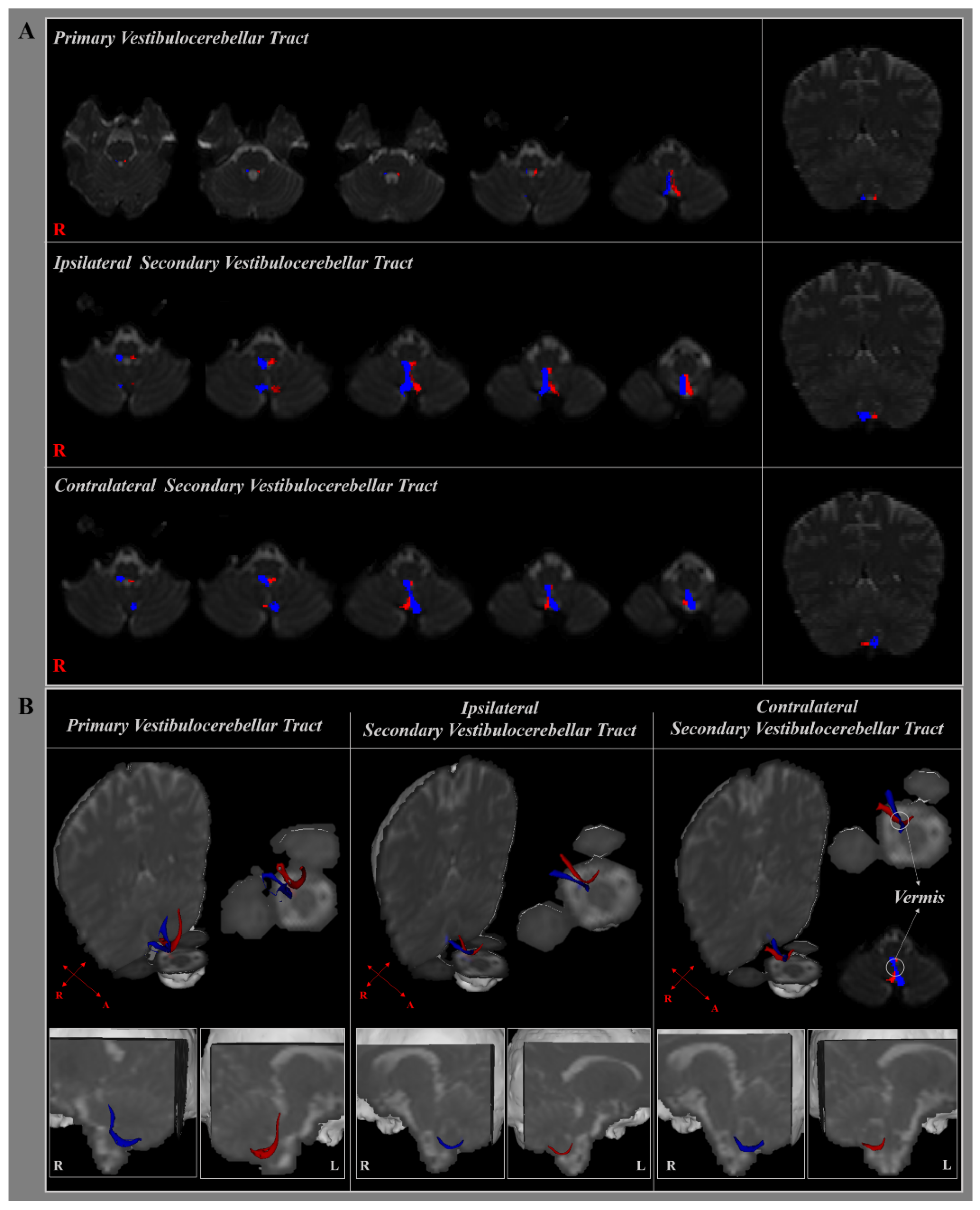 Brainsci 11 00199 g002